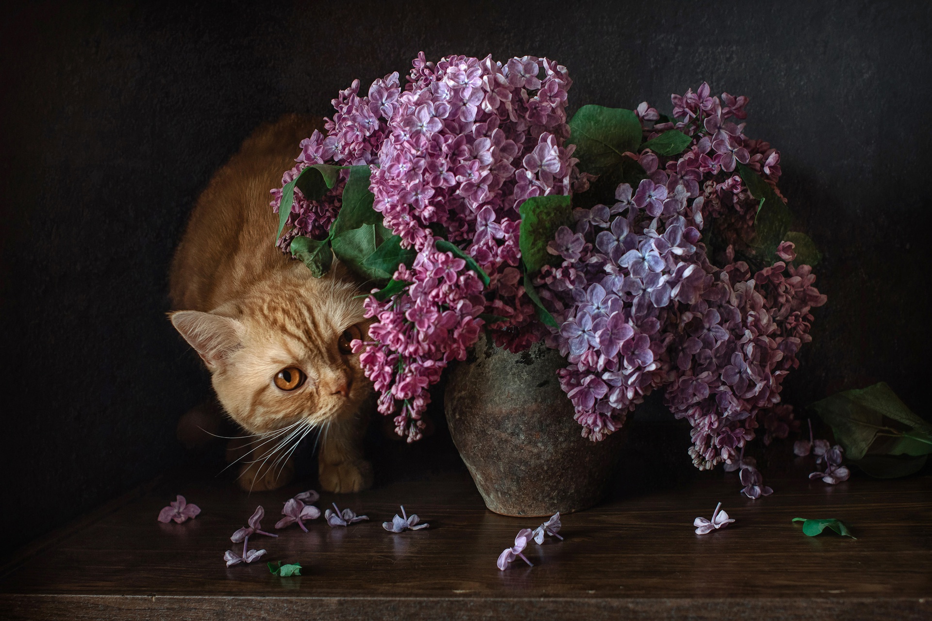 PCデスクトップに動物, 花, ネコ, 猫, 紫色の花画像を無料でダウンロード