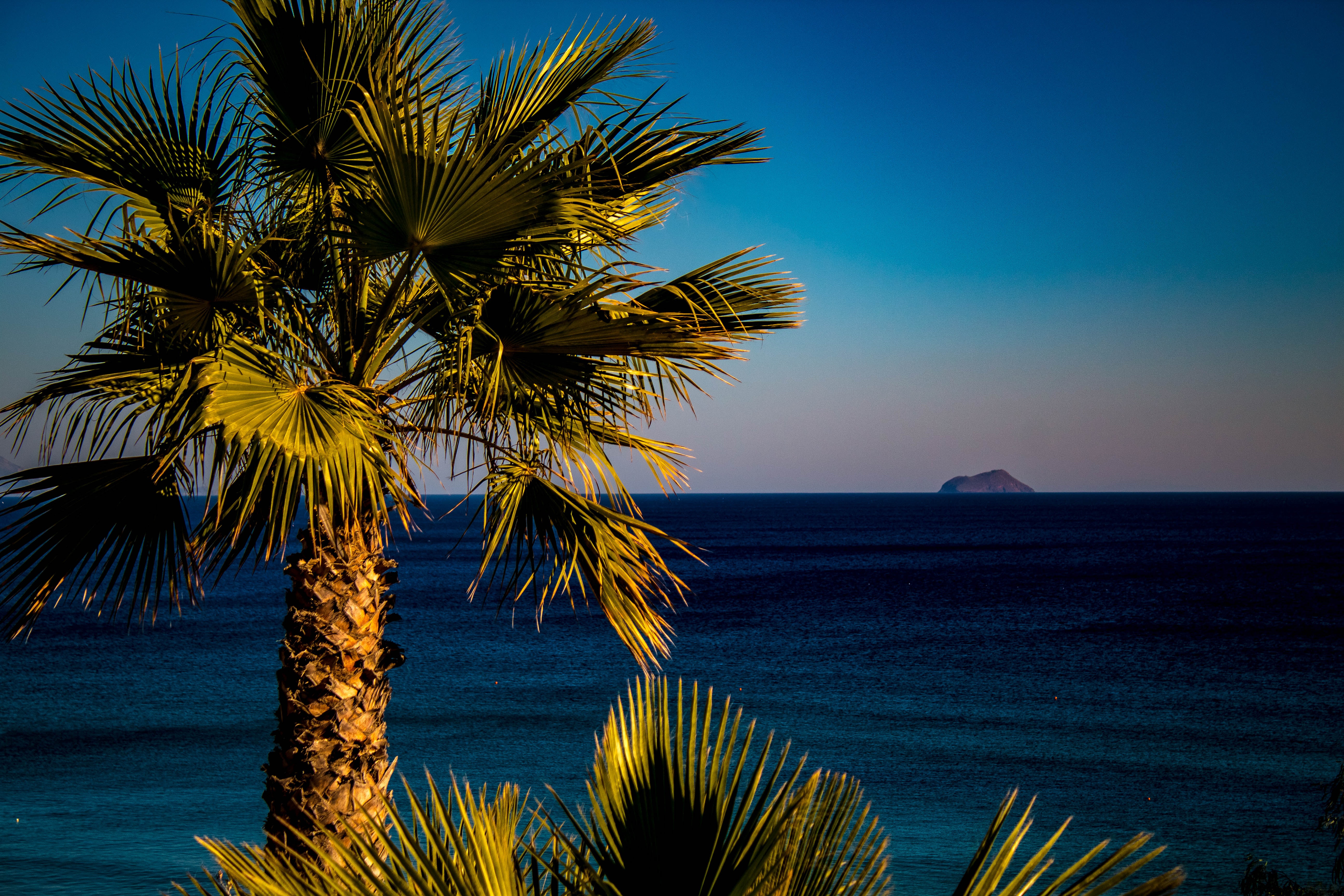 Descarga gratis la imagen Naturaleza, Palma, Mar, Trópico, Zona Tropical en el escritorio de tu PC