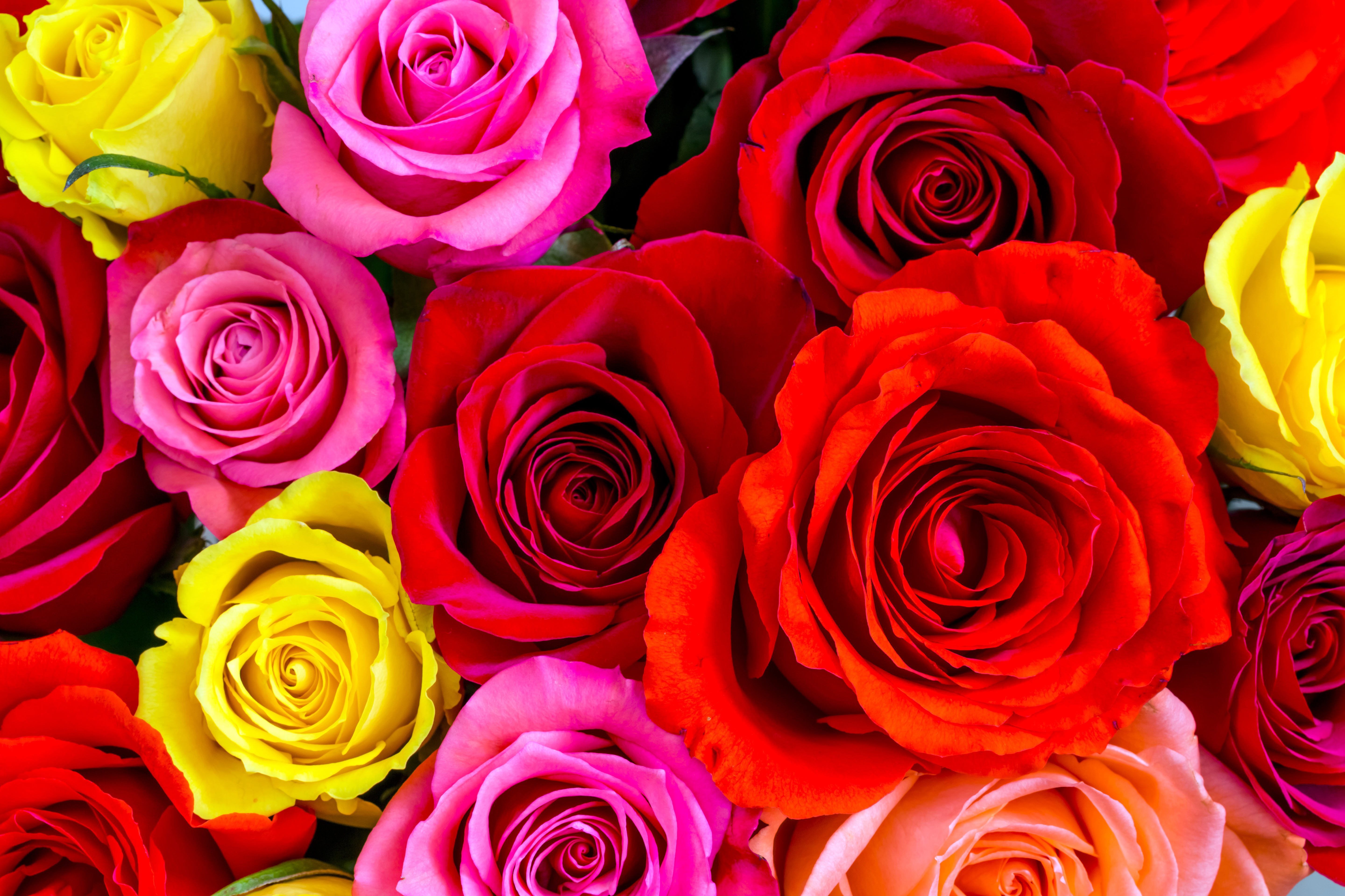 Download mobile wallpaper Nature, Flowers, Flower, Rose, Earth, Yellow Flower, Red Flower, Pink Flower for free.