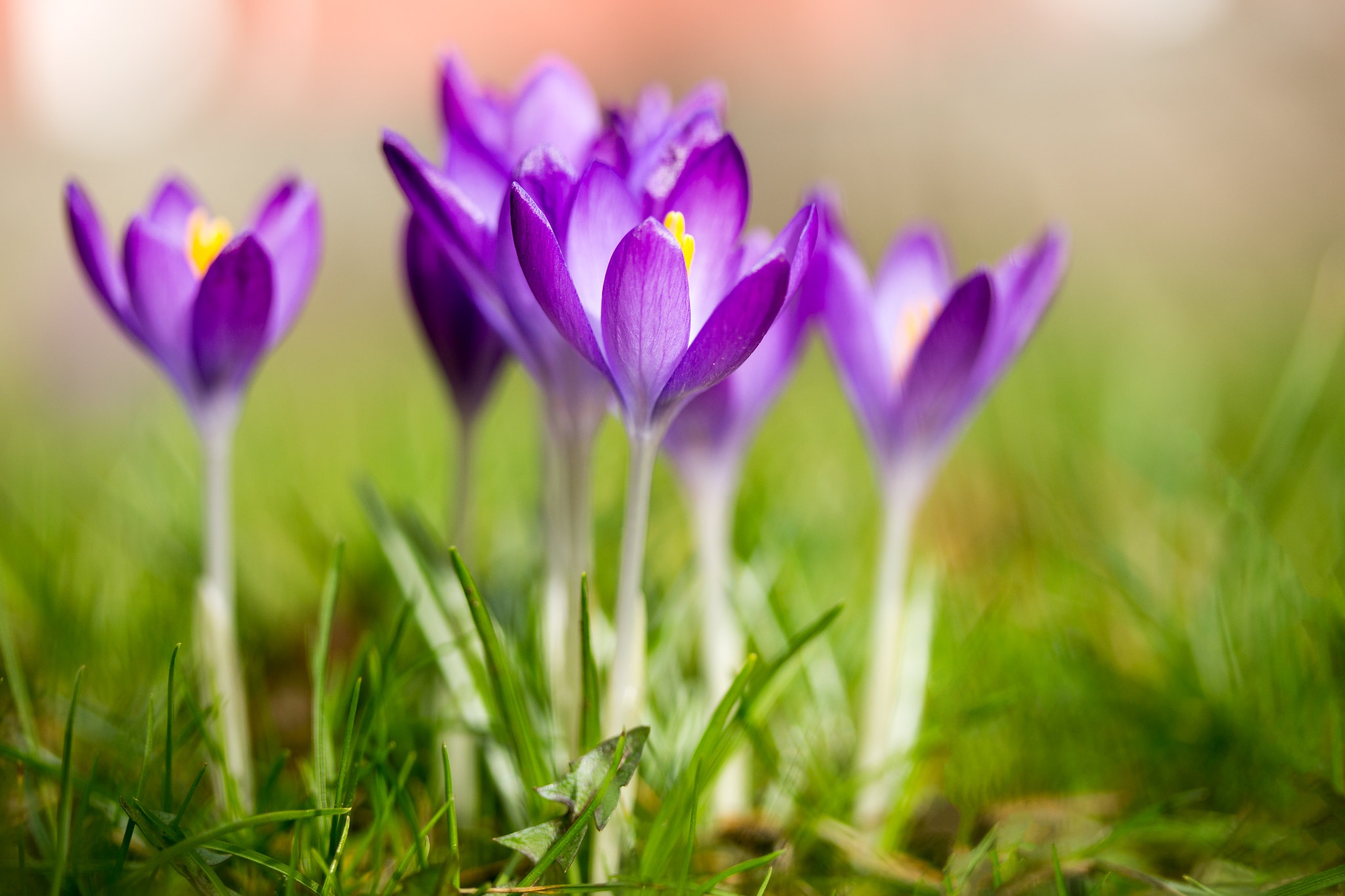 Free download wallpaper Nature, Flowers, Flower, Macro, Earth, Spring, Crocus, Purple Flower on your PC desktop