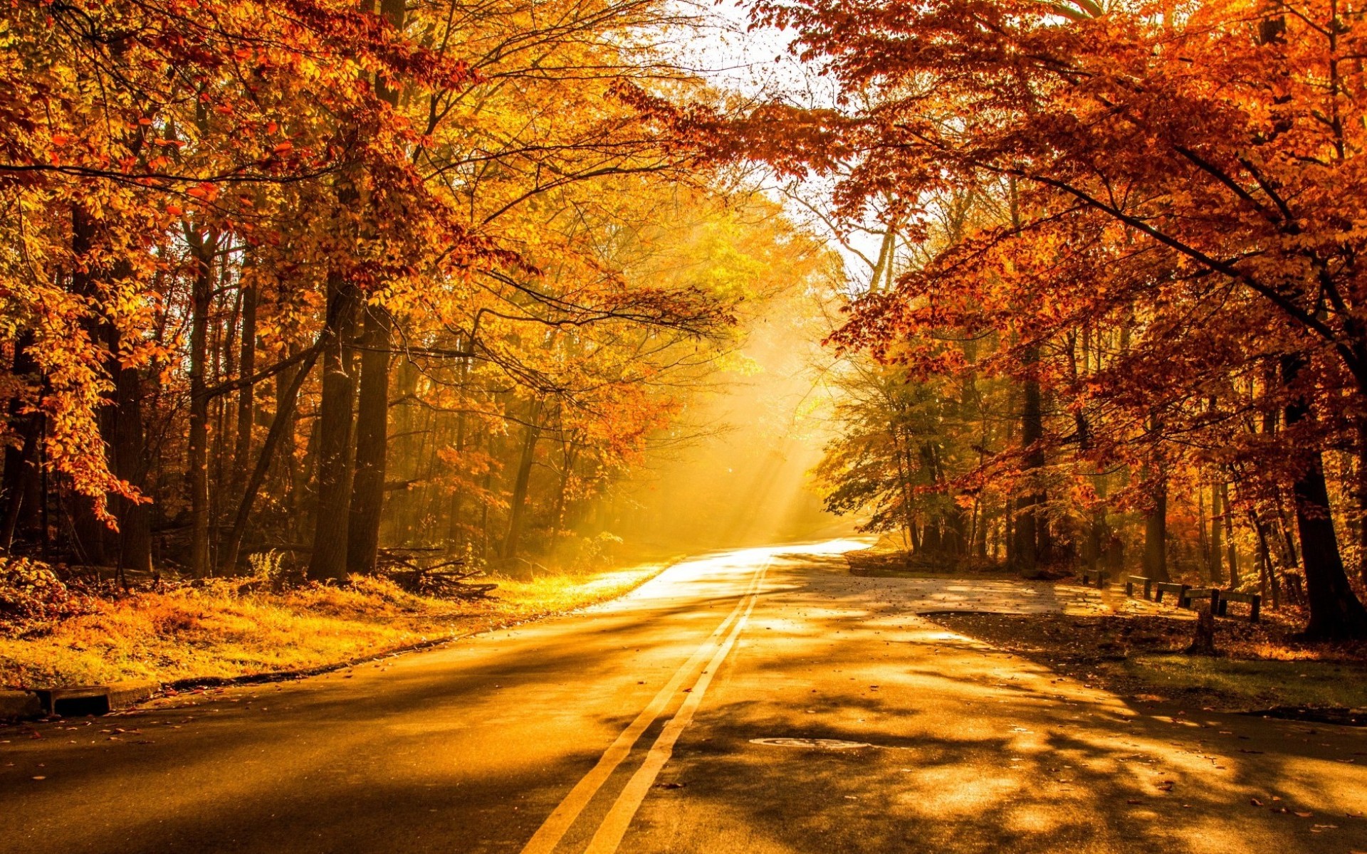 Download mobile wallpaper Road, Tree, Fall, Photography, Sunbeam, Sunshine for free.