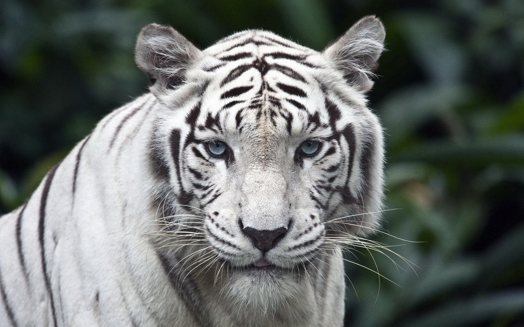 Descarga gratuita de fondo de pantalla para móvil de Animales, Tigre Blanco.