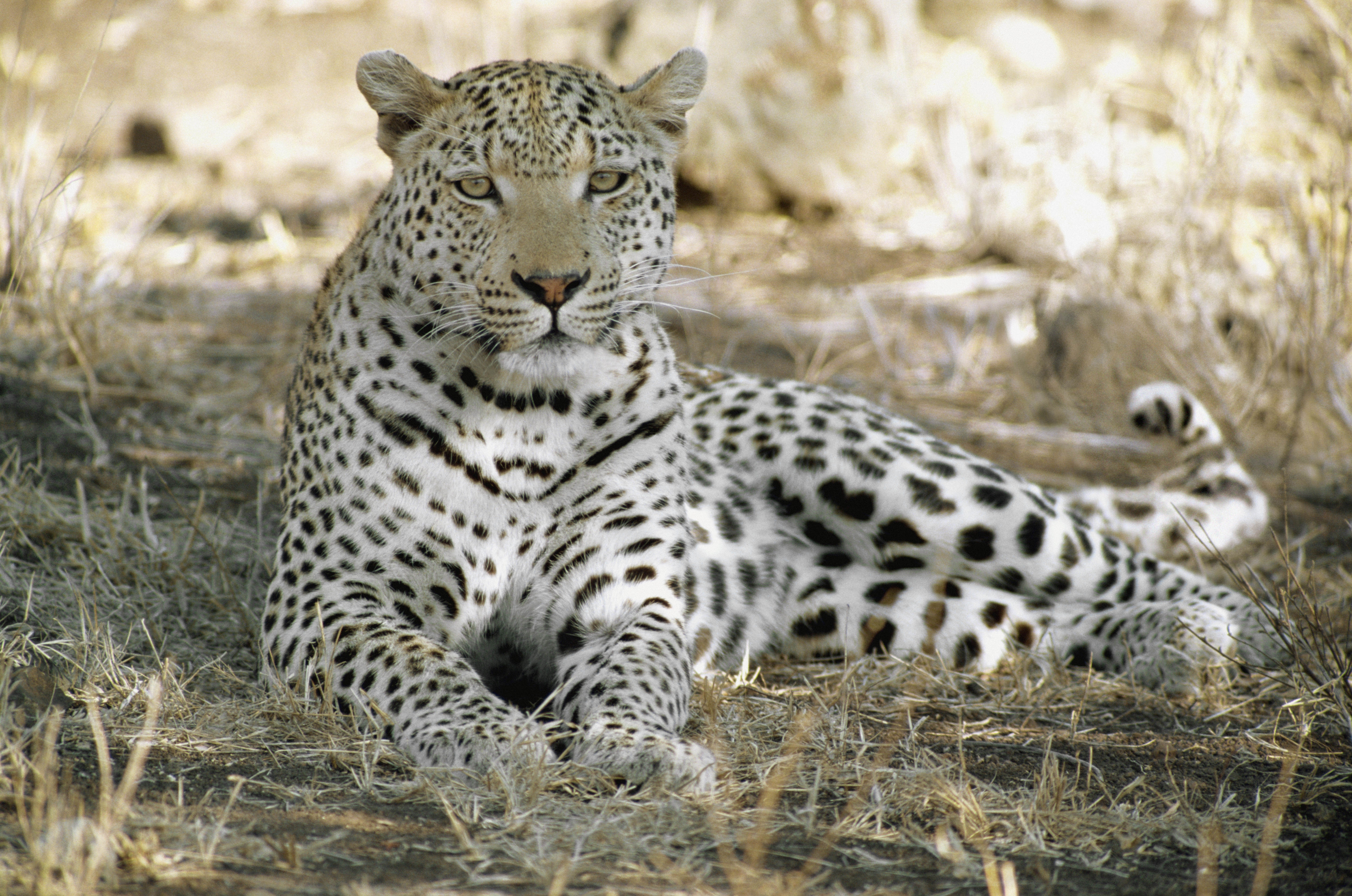 Descarga gratuita de fondo de pantalla para móvil de Animales, Sombra, Depredador, Relajación, Reposo, África, Tenek, Leopardo.