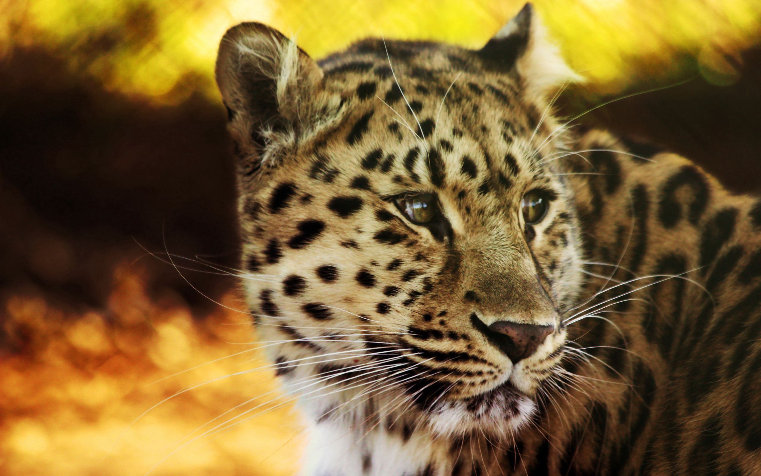 156079 baixar papel de parede animais, leopardo, focinho, visto, manchado, predator, predador, gato grande - protetores de tela e imagens gratuitamente