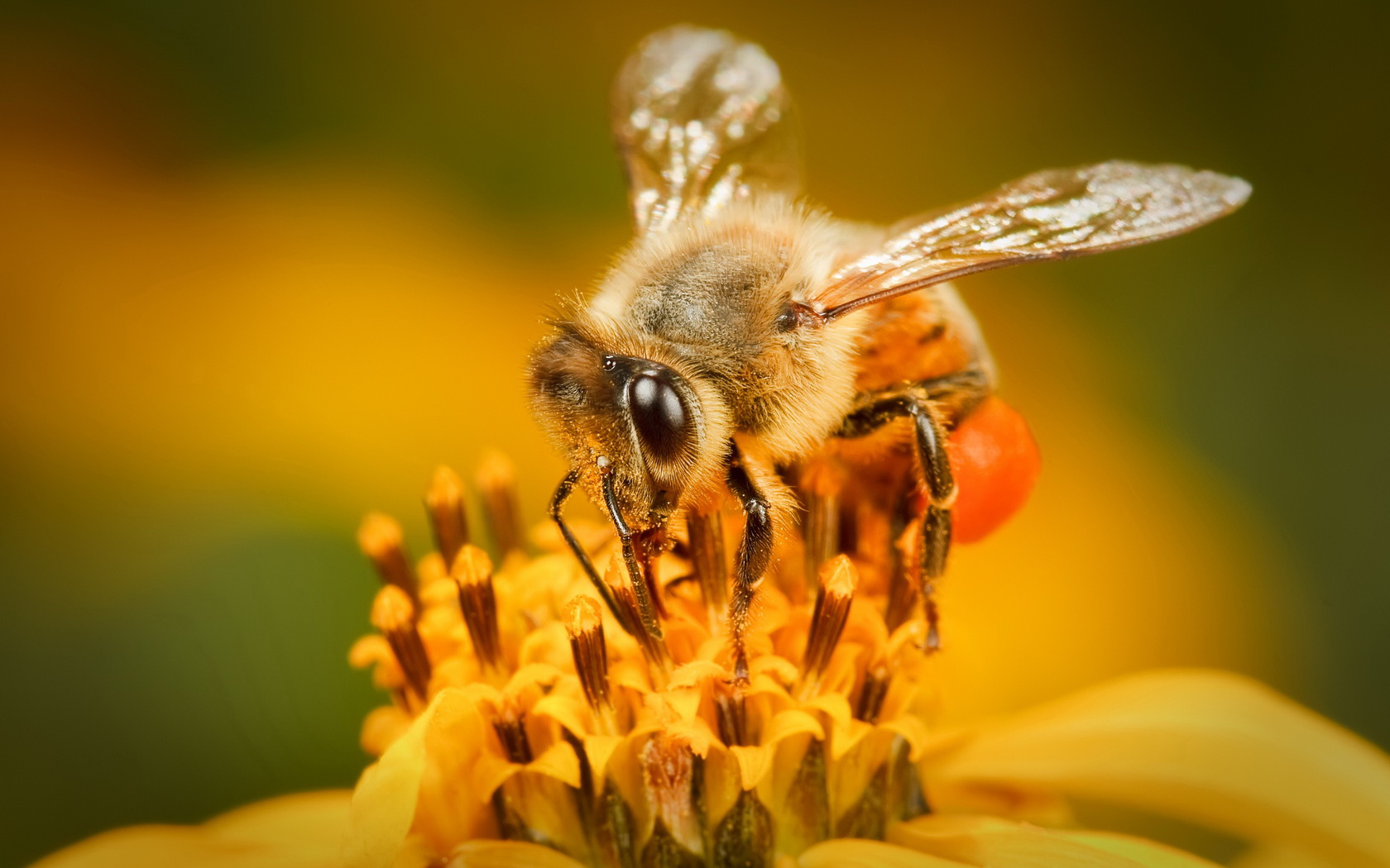 Descarga gratuita de fondo de pantalla para móvil de Animales, Abeja.