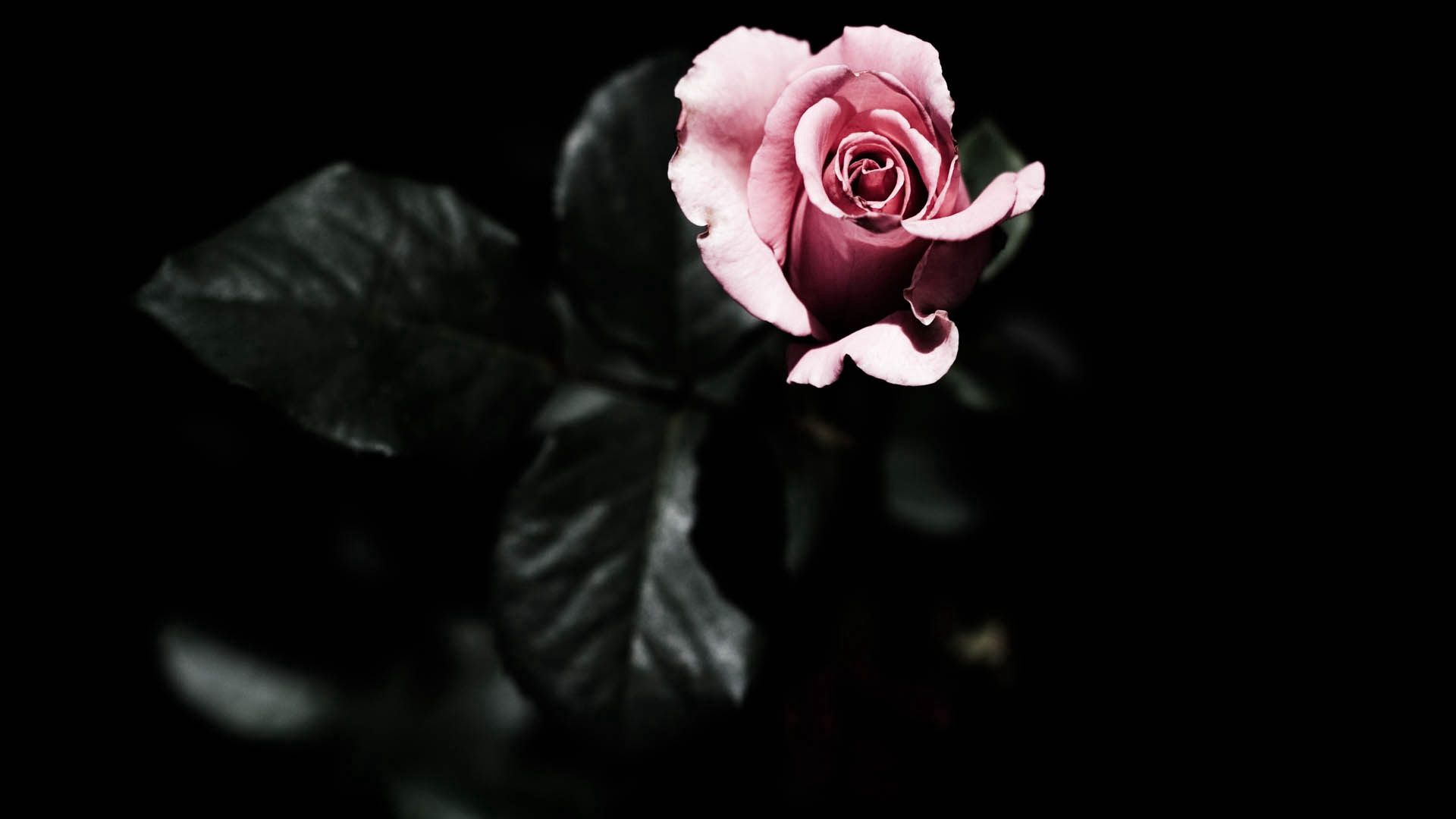 Téléchargez gratuitement l'image Planter, Pétales, Plante, Une Rose, Fleurs, Rose sur le bureau de votre PC
