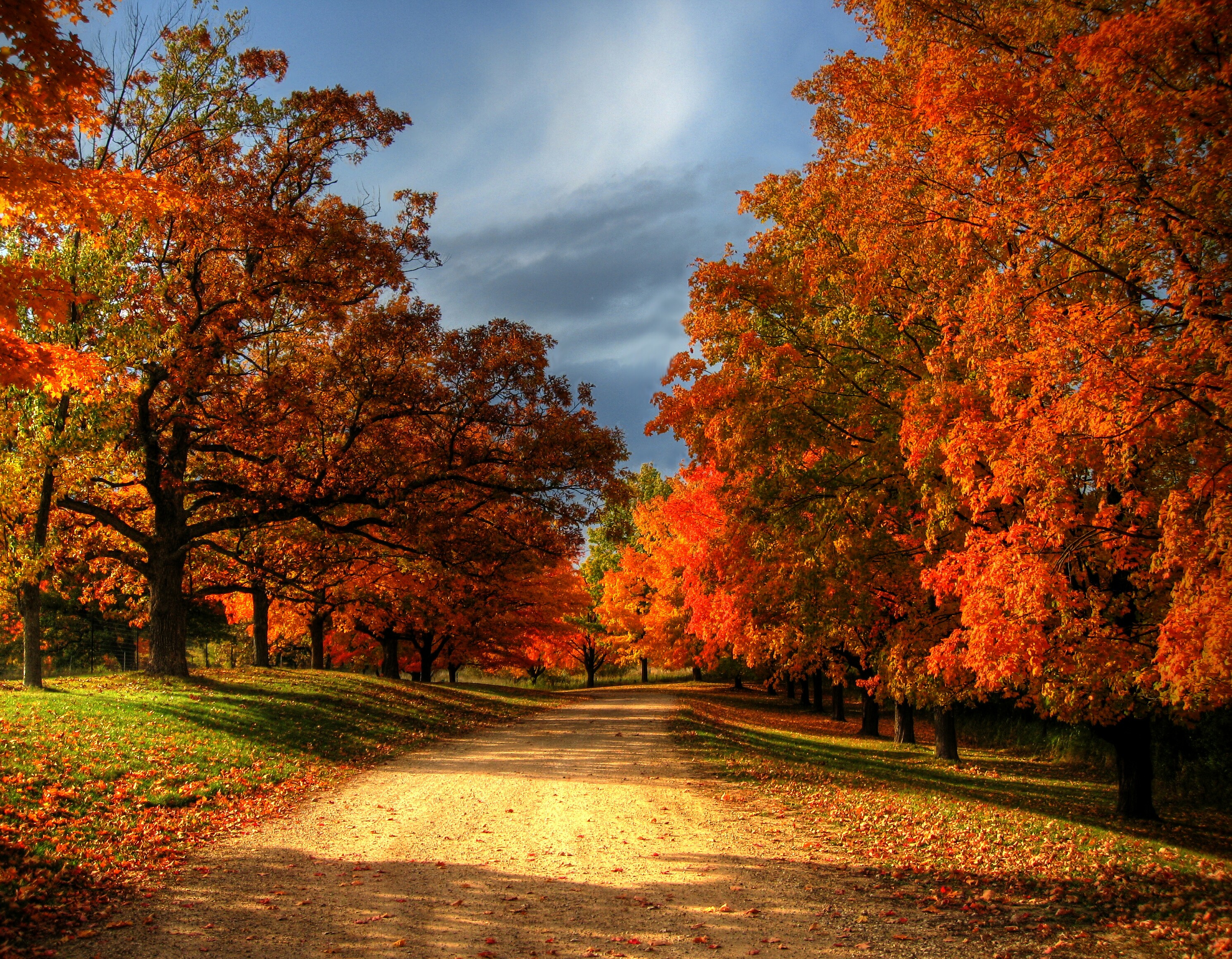 Laden Sie das Herbst, Straße, Baum, Menschengemacht, Orange Farbe), Schotterstraße-Bild kostenlos auf Ihren PC-Desktop herunter