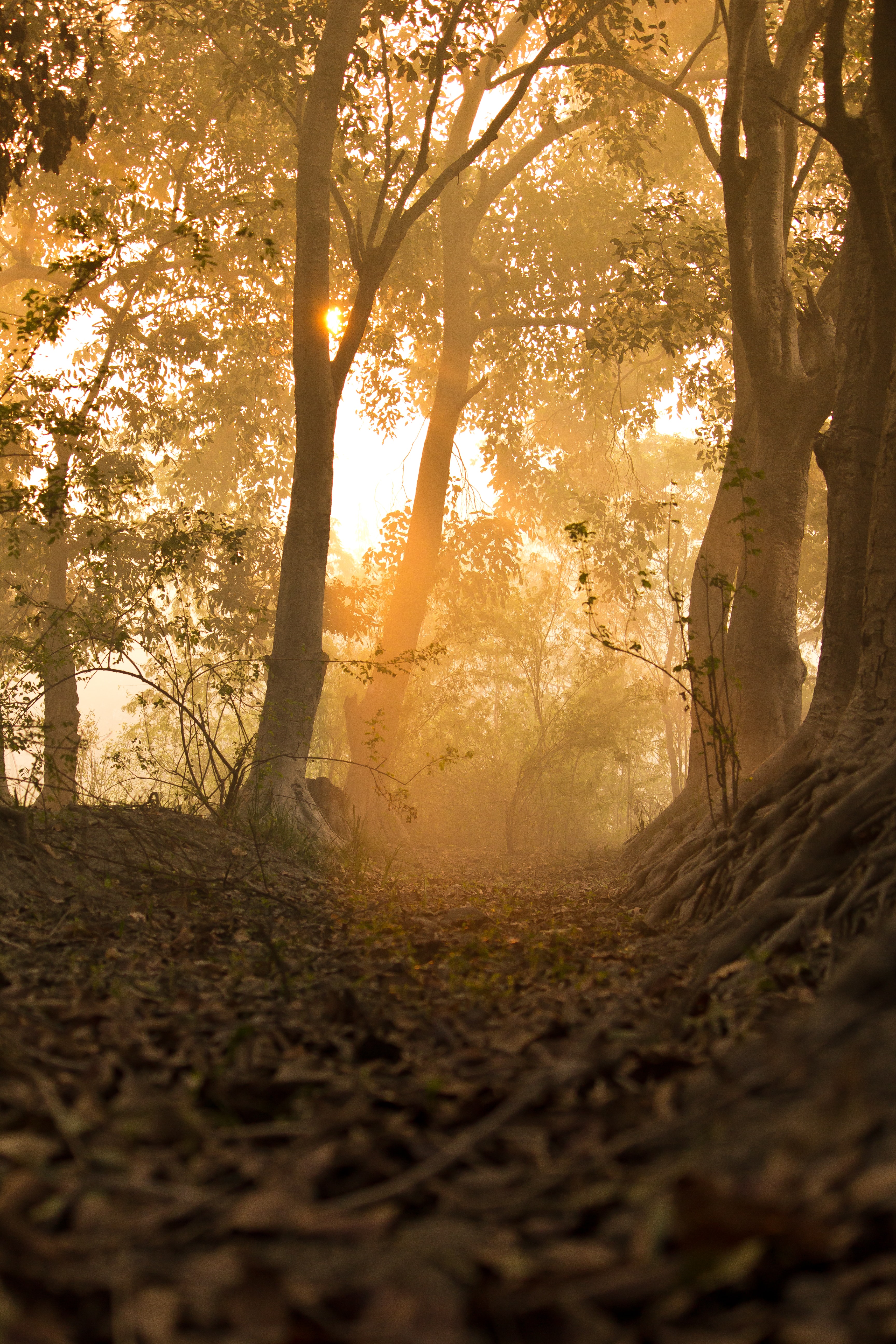 Download mobile wallpaper Beams, Rays, Forest, Path, Trees, Nature, Sun for free.