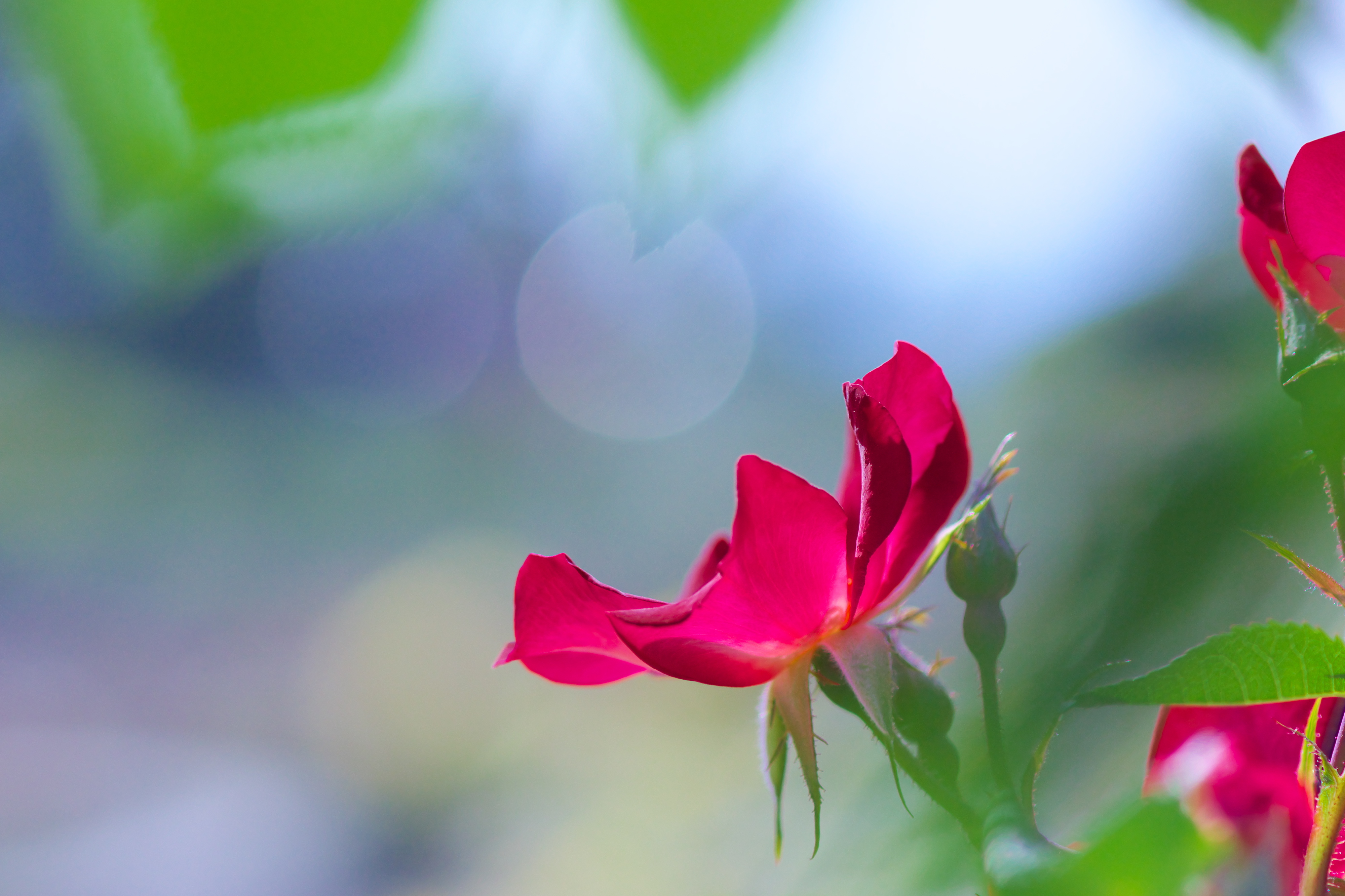 Téléchargez des papiers peints mobile Fleurs, Rose, Fleur, Bokeh, La Nature, Terre/nature, Fleur Rose gratuitement.