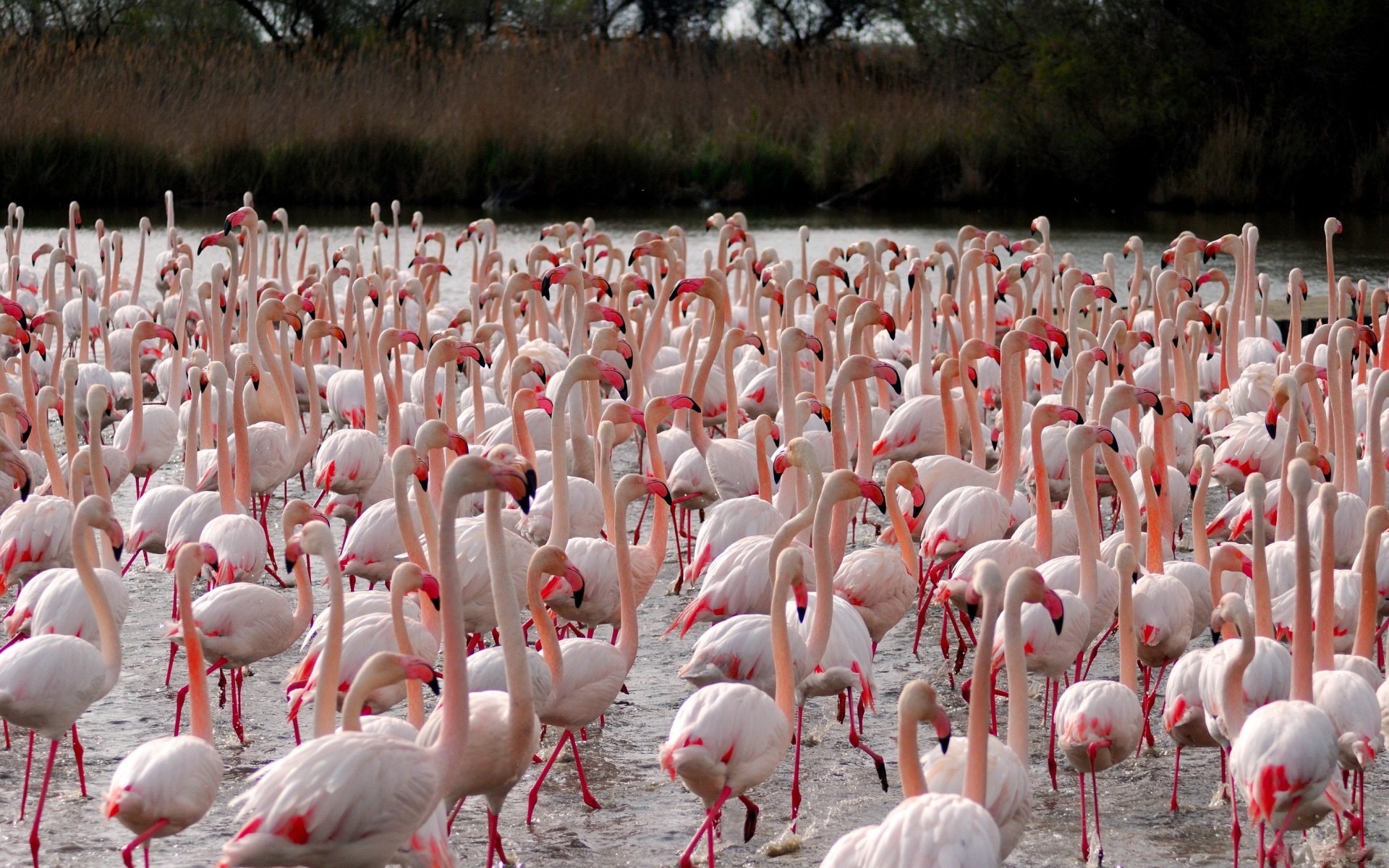 Baixe gratuitamente a imagem Animais, Aves, Flamingo na área de trabalho do seu PC
