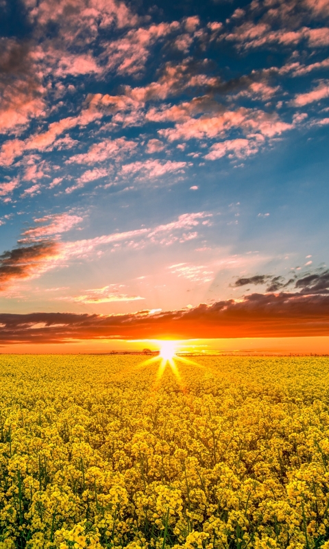 Download mobile wallpaper Nature, Sky, Horizon, Sunrise, Earth, Field, Cloud, Yellow Flower, Canola for free.