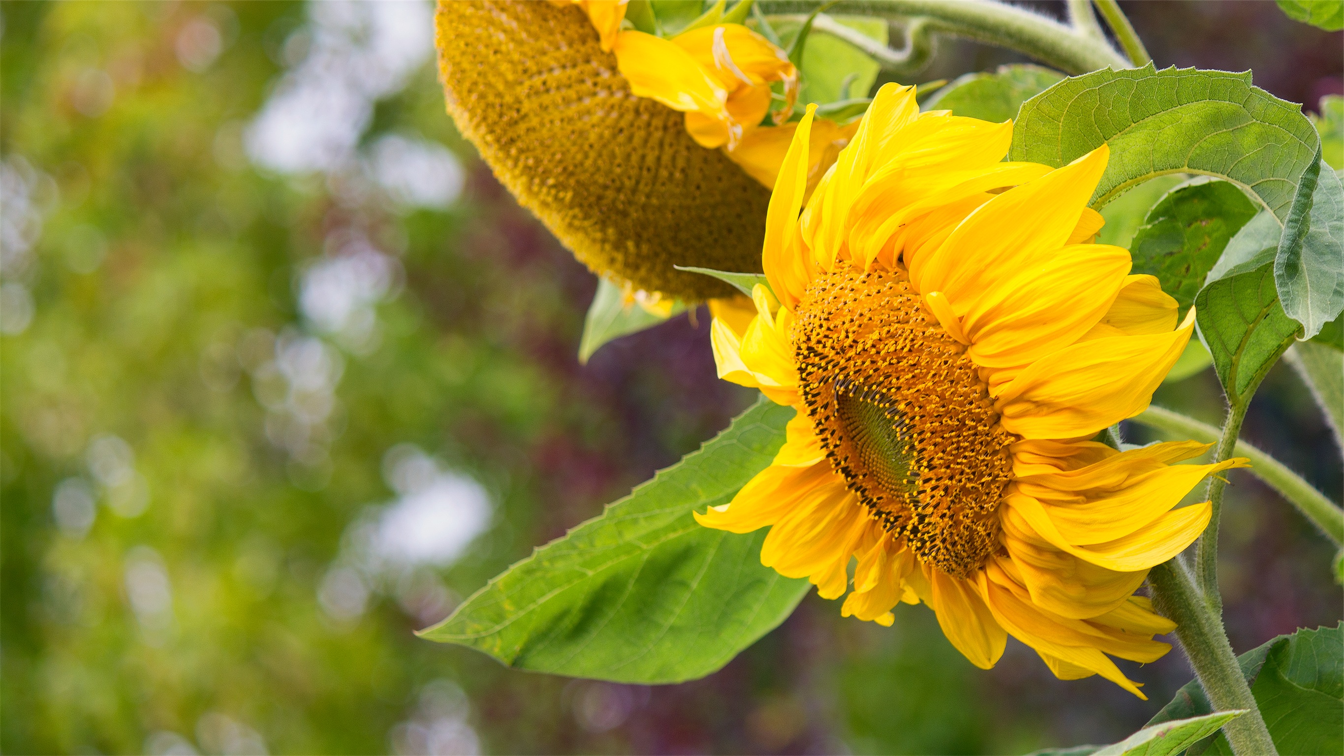 Free download wallpaper Petals, Sunflower, Flowers on your PC desktop