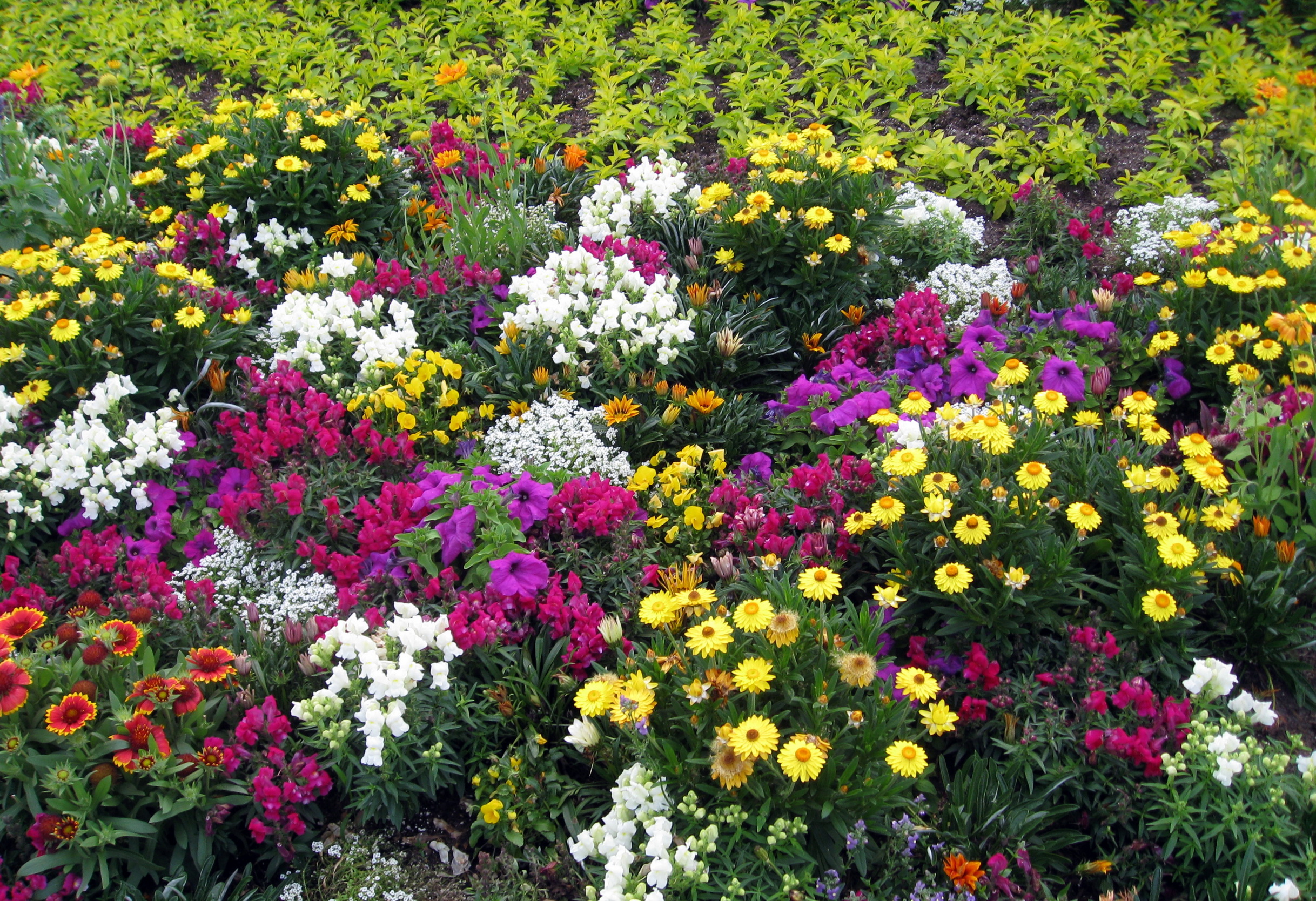 Descarga gratuita de fondo de pantalla para móvil de Flores, Flor, Colores, Jardín, Vistoso, Primavera, Tierra/naturaleza.