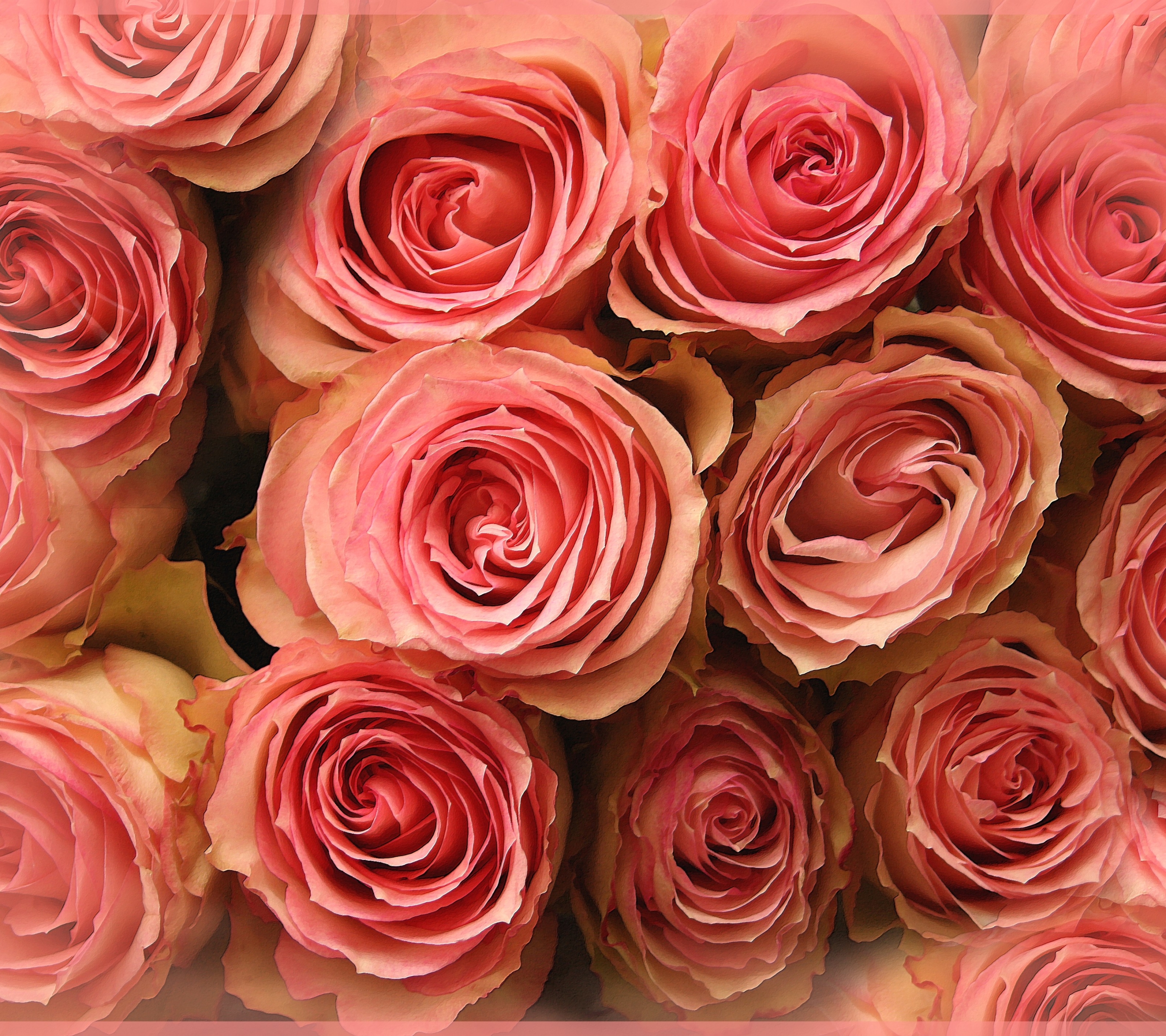 Скачать картинку Цветок, Роза, Земля, Земля/природа, Розовый Цветок, Флауэрсы в телефон бесплатно.
