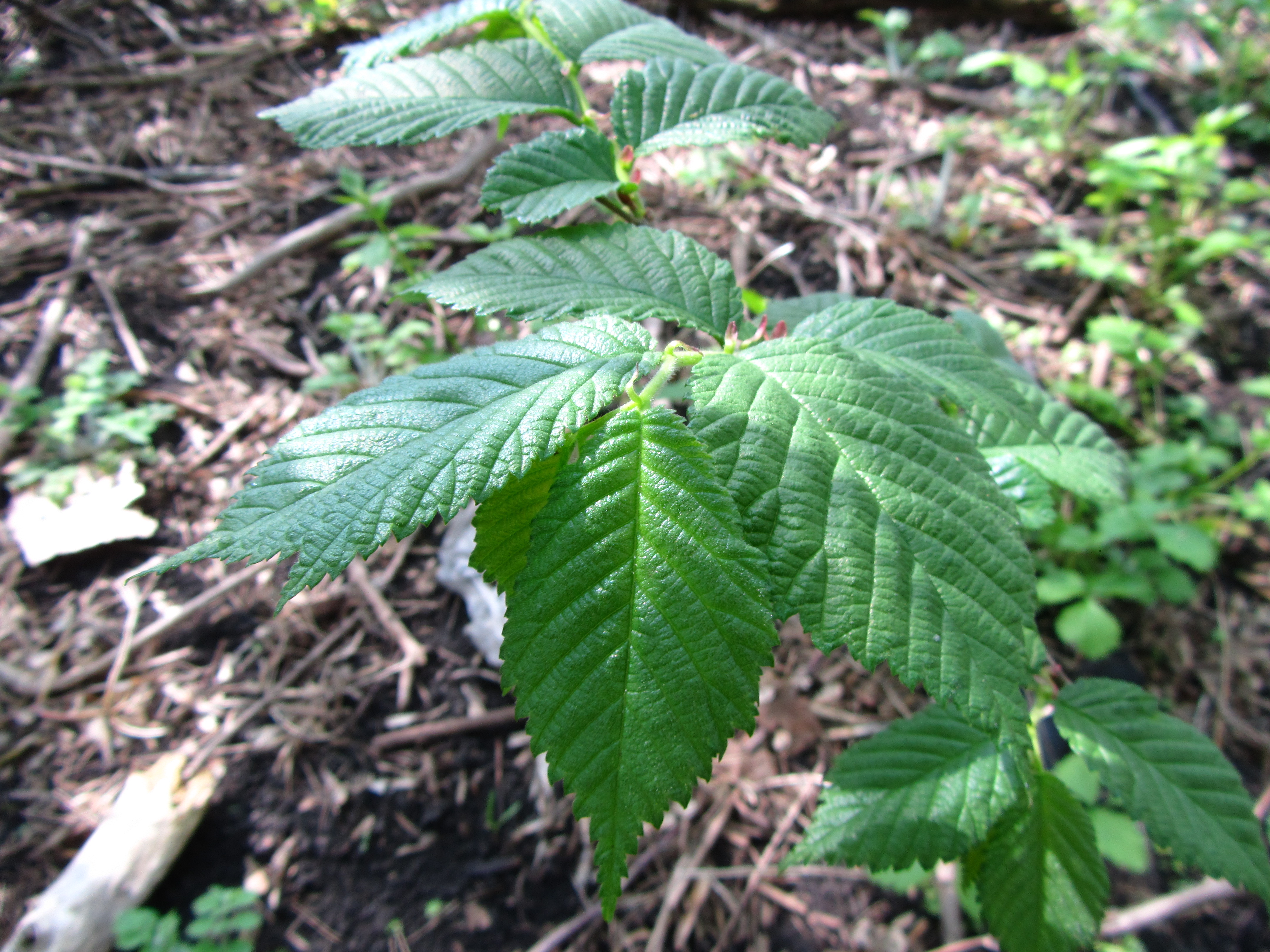 Descarga gratuita de fondo de pantalla para móvil de Hoja, Tierra/naturaleza.