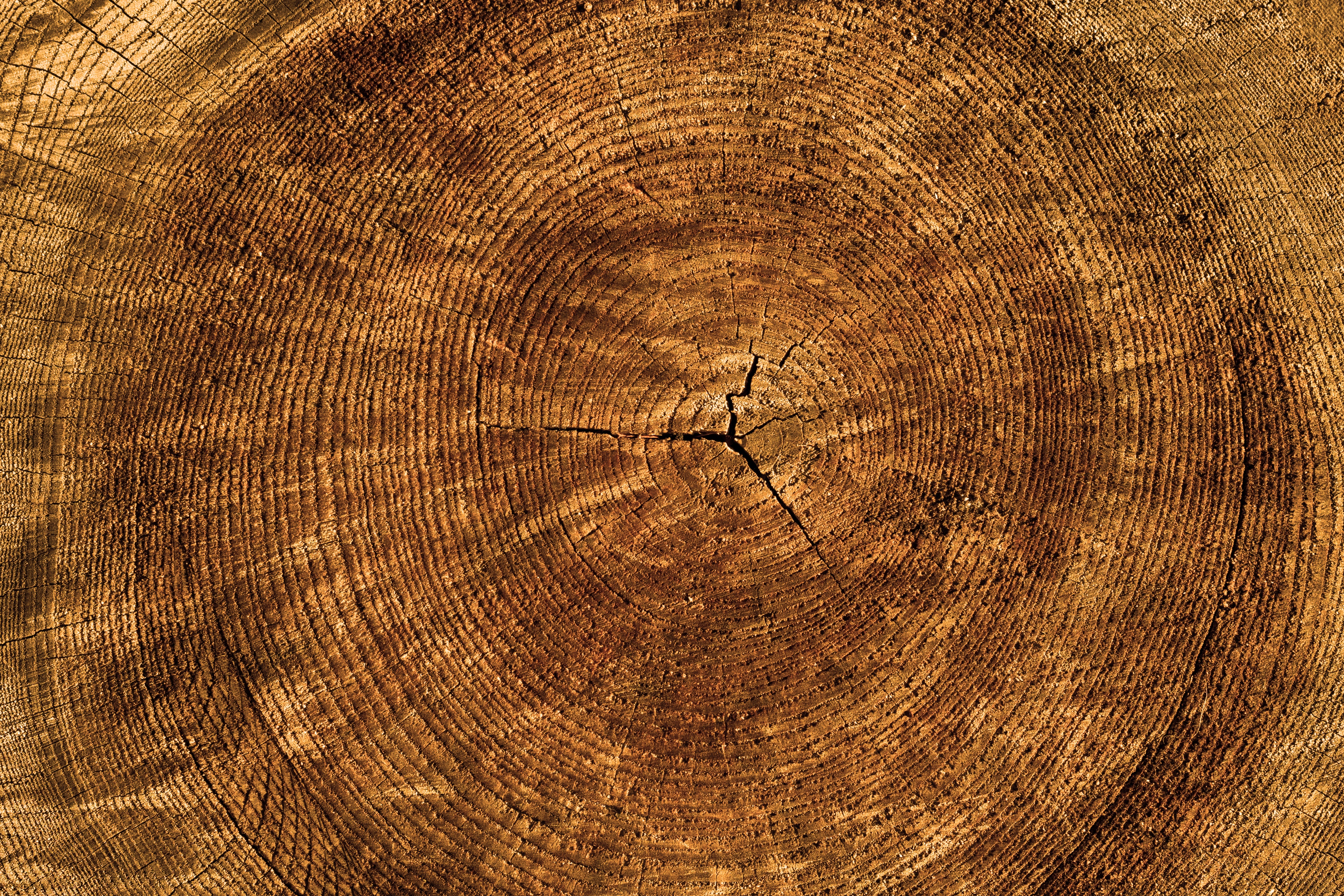 Free download wallpaper Wood, Tree, Texture, Trunk, Textures on your PC desktop