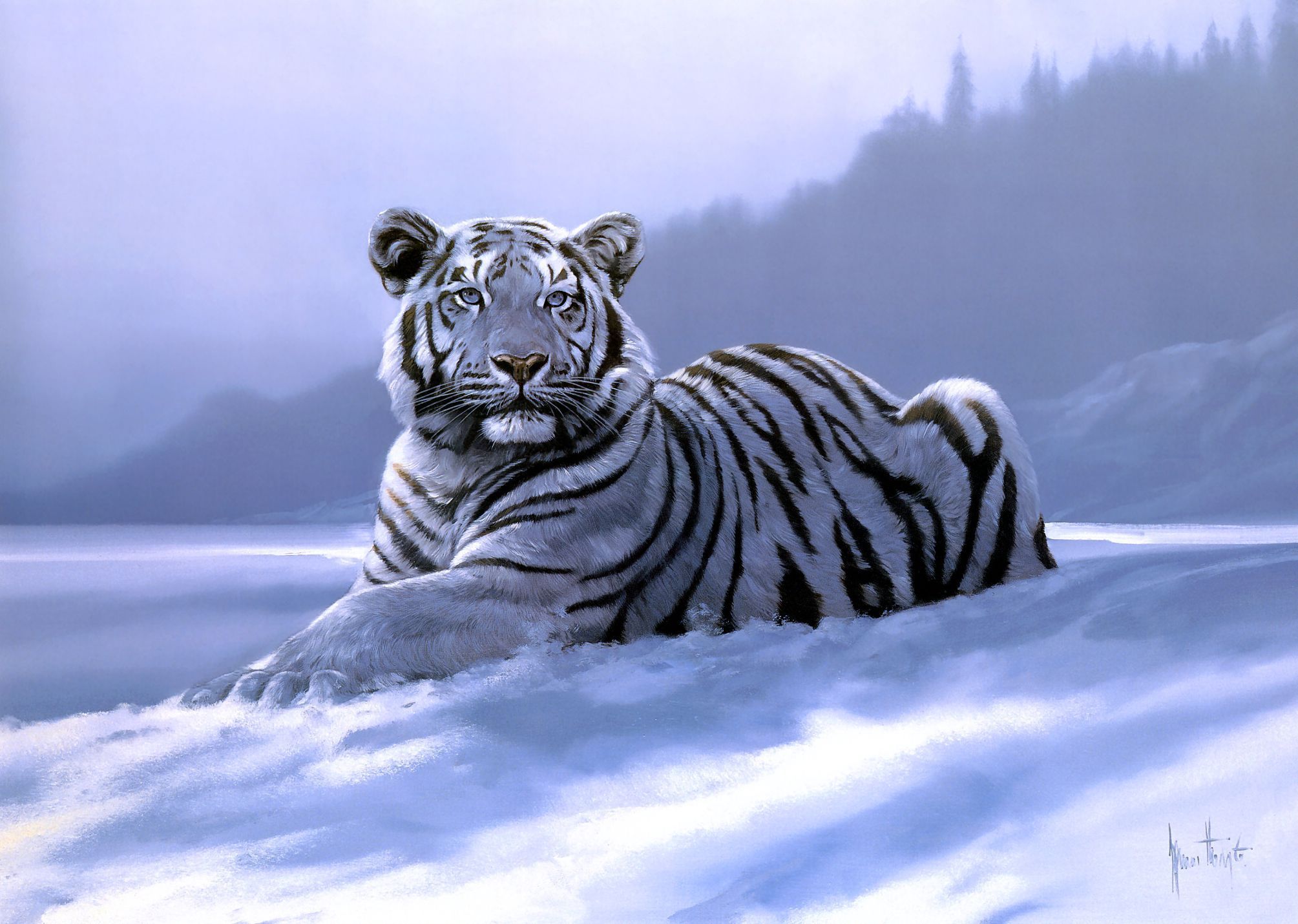 247072 télécharger l'image animaux, tigre blanc, chats - fonds d'écran et économiseurs d'écran gratuits