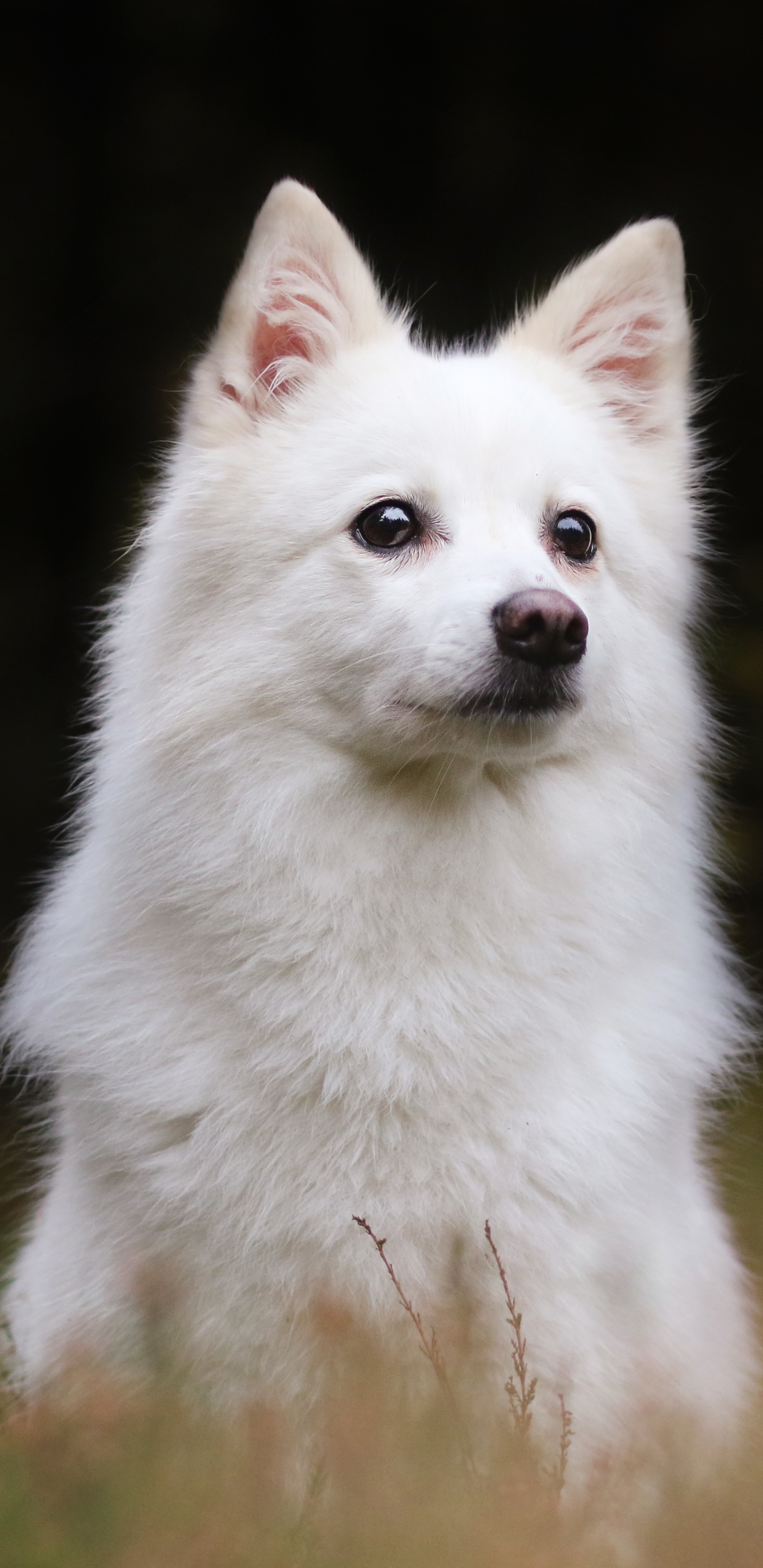 Laden Sie Amerikanischer Eskimohund HD-Desktop-Hintergründe herunter