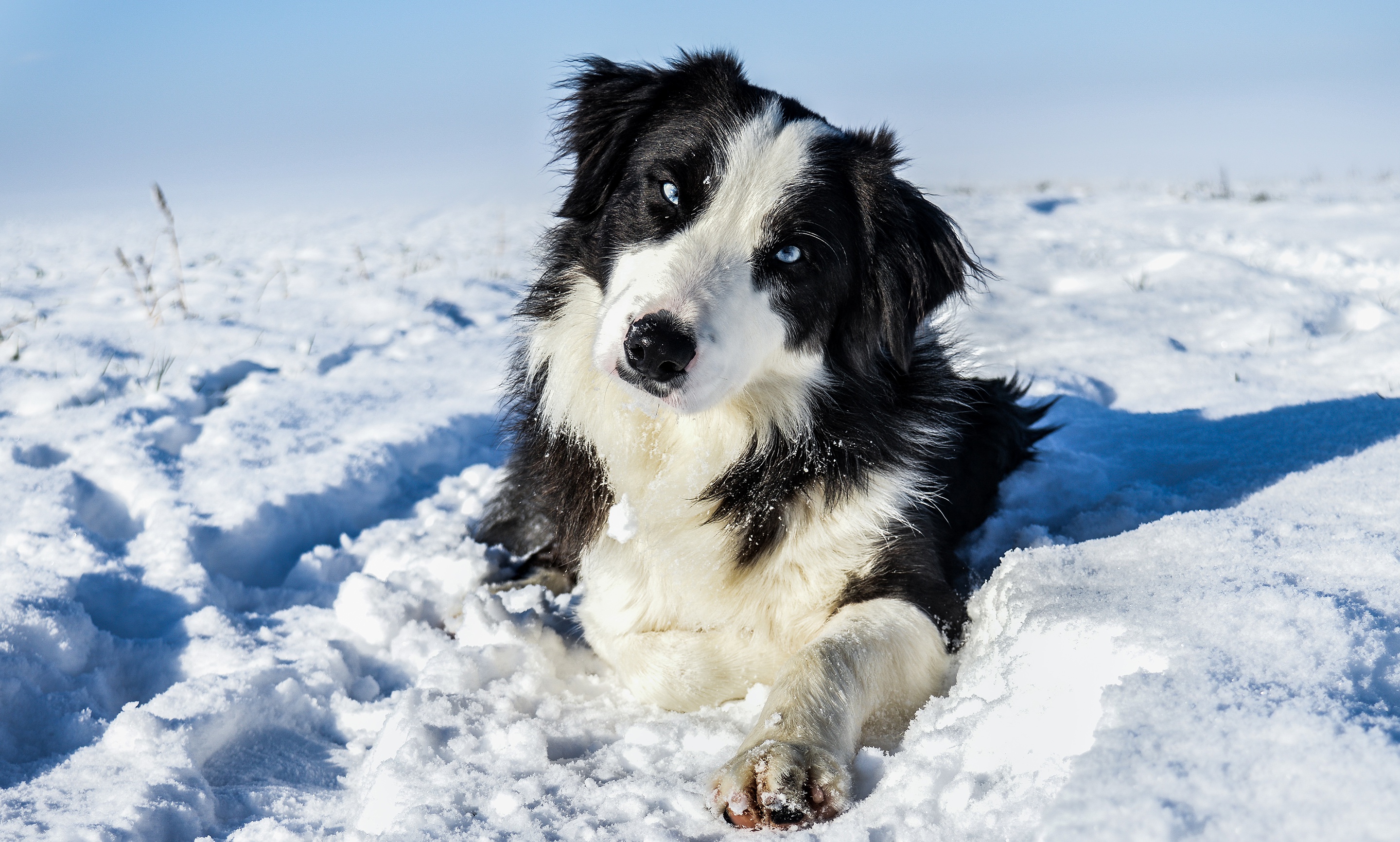 Скачати мобільні шпалери Зима, Собаки, Сніг, Пес, Тварина, Бордер Коллі безкоштовно.