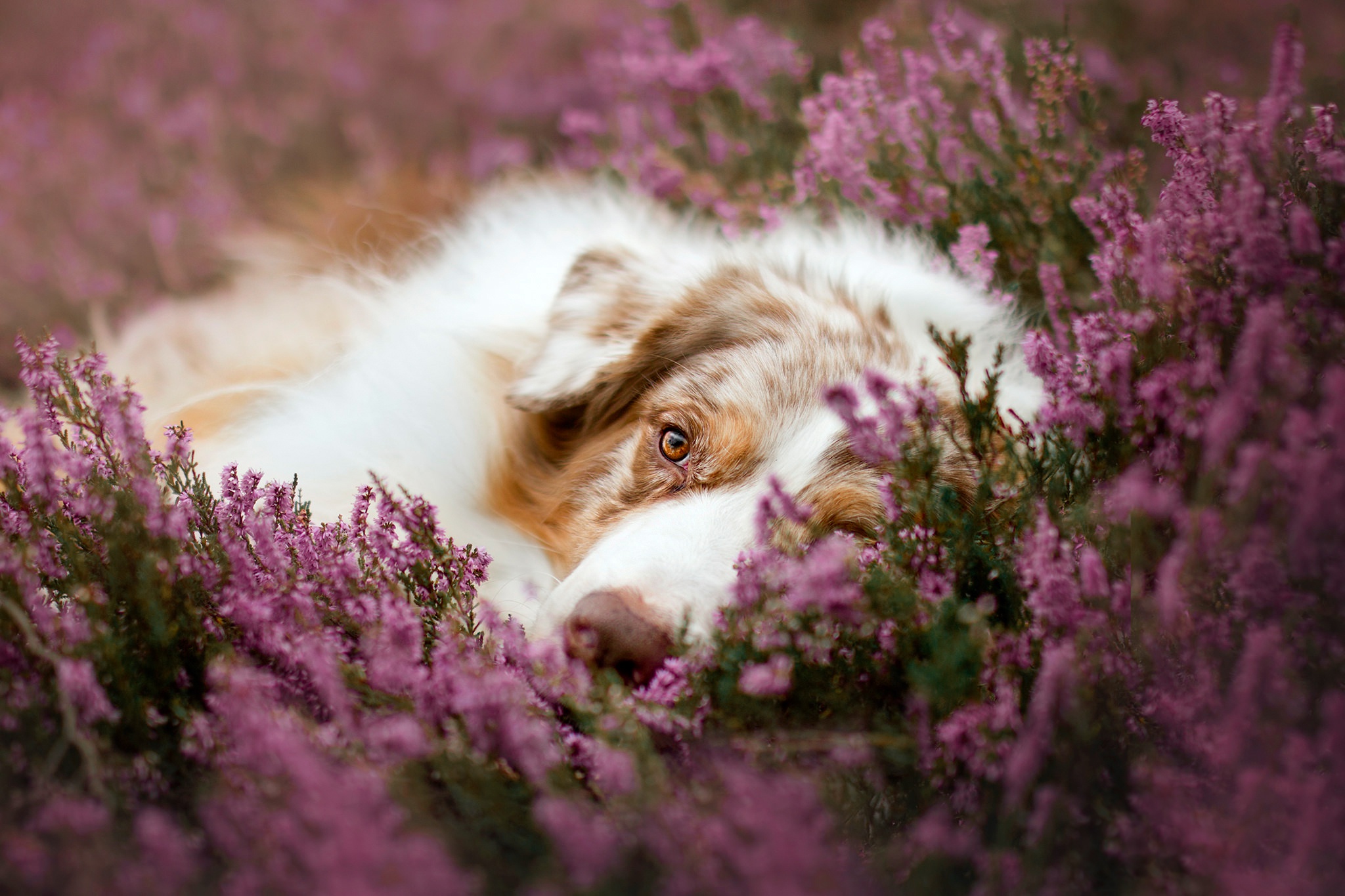 Download mobile wallpaper Dogs, Heather, Flower, Dog, Animal, Australian Shepherd for free.