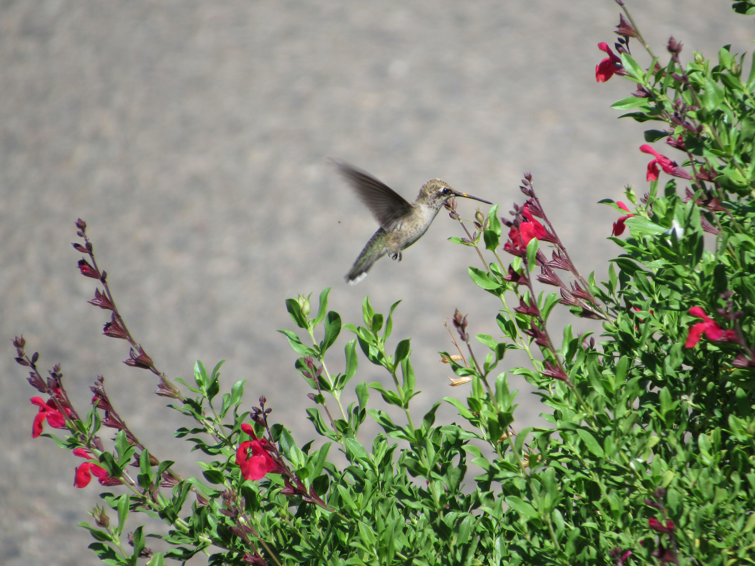 Download mobile wallpaper Birds, Flower, Animal, Hummingbird for free.