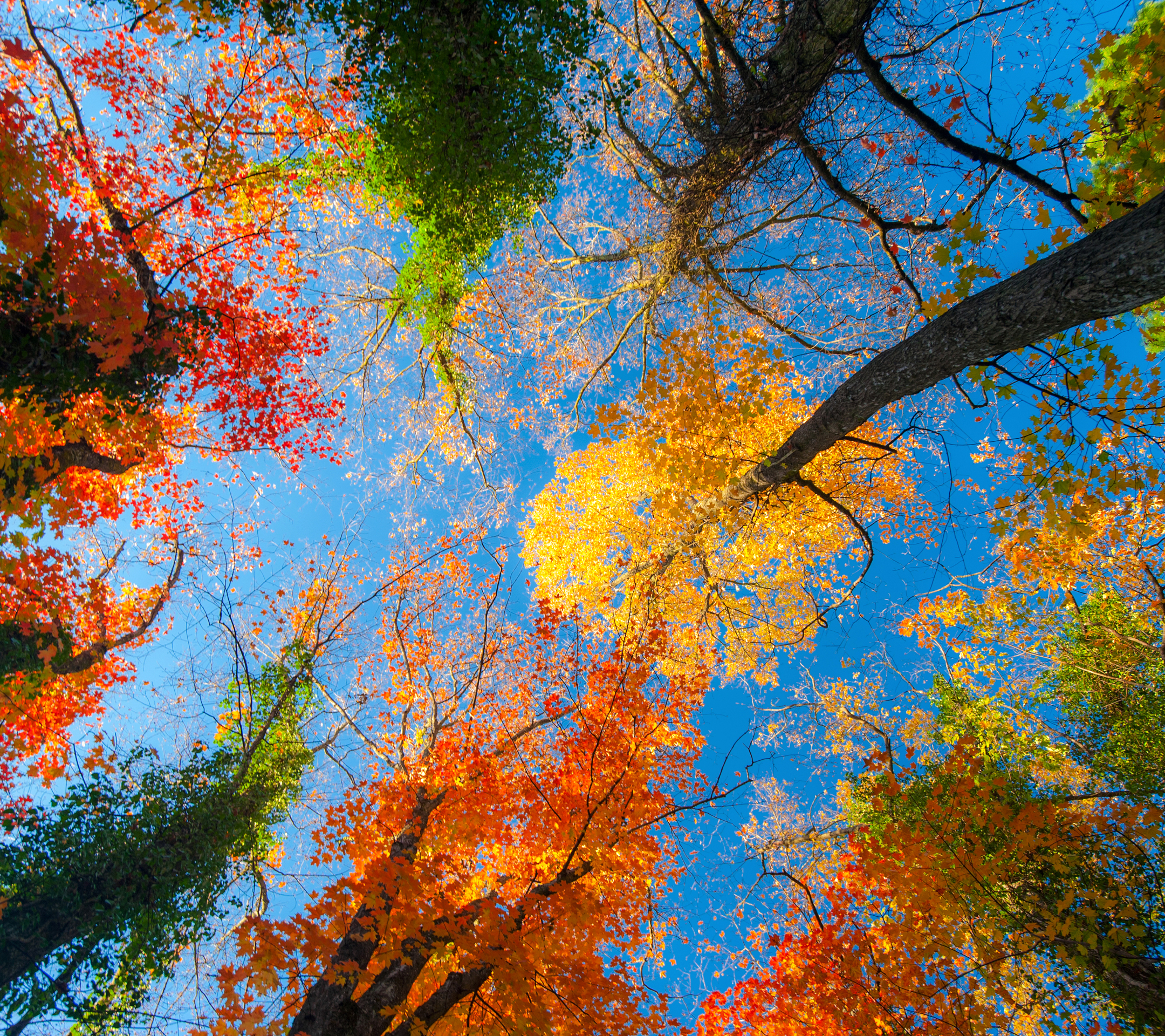 Download mobile wallpaper Nature, Tree, Fall, Earth, Treetops for free.