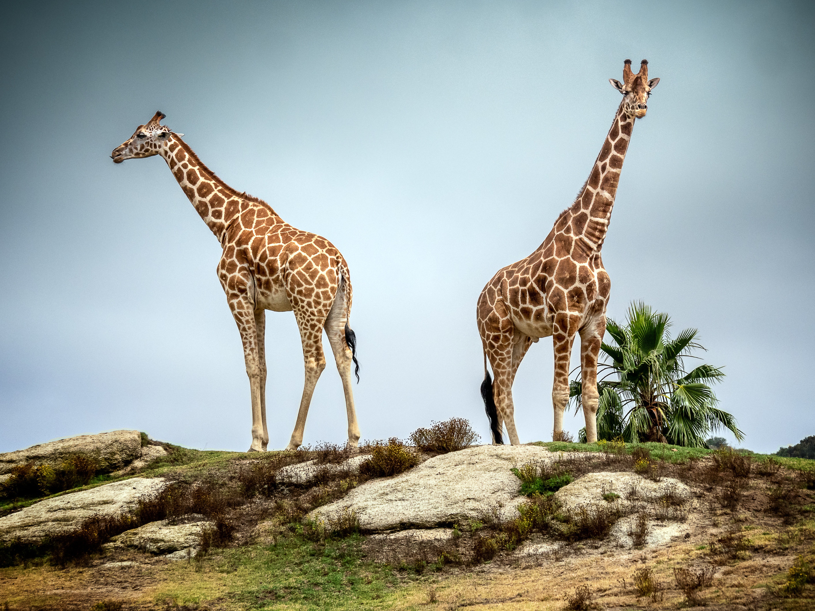 Laden Sie das Tiere, Giraffe-Bild kostenlos auf Ihren PC-Desktop herunter