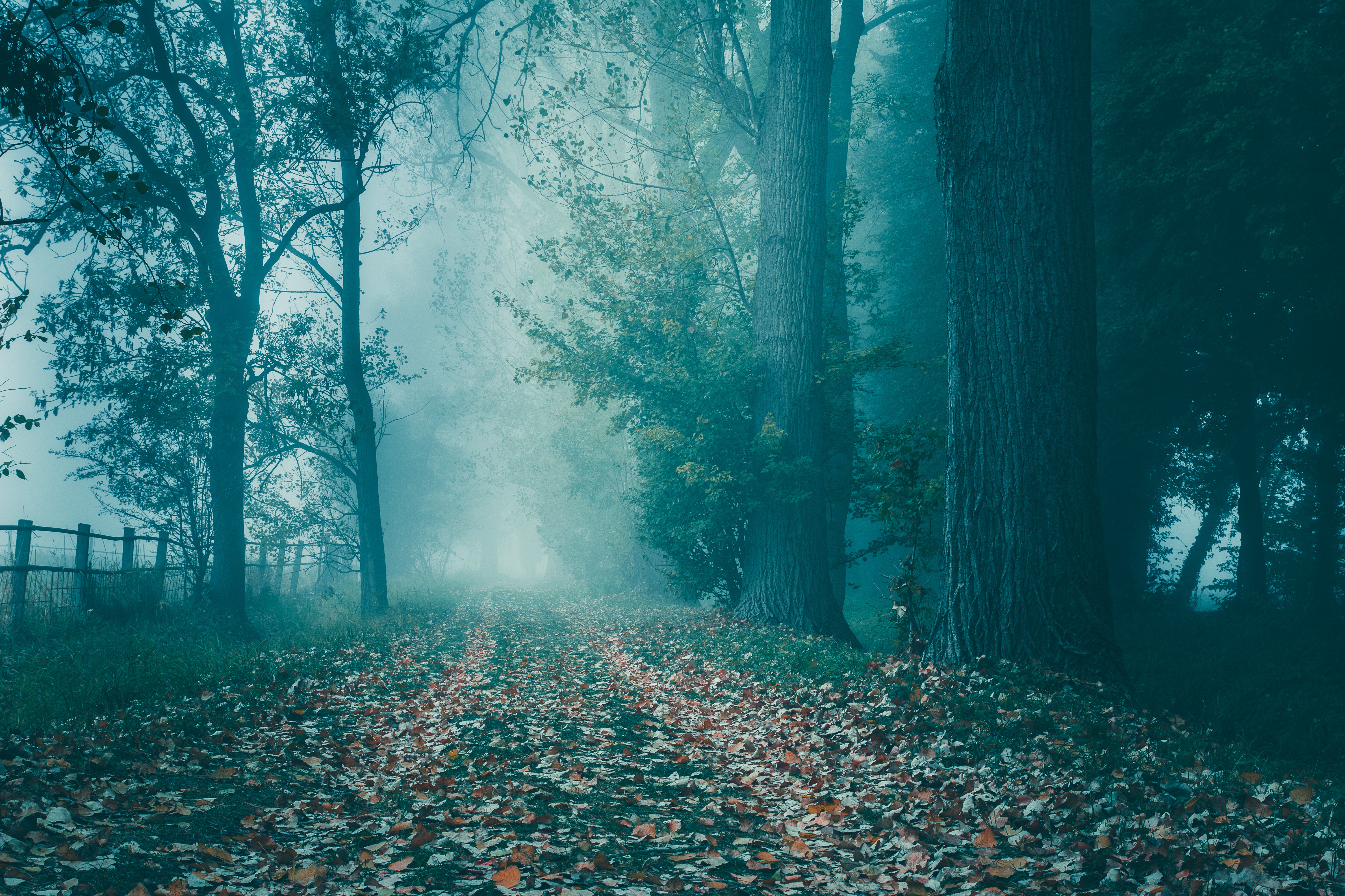 Laden Sie das Herbst, Straße, Wald, Nebel, Zaun, Menschengemacht-Bild kostenlos auf Ihren PC-Desktop herunter