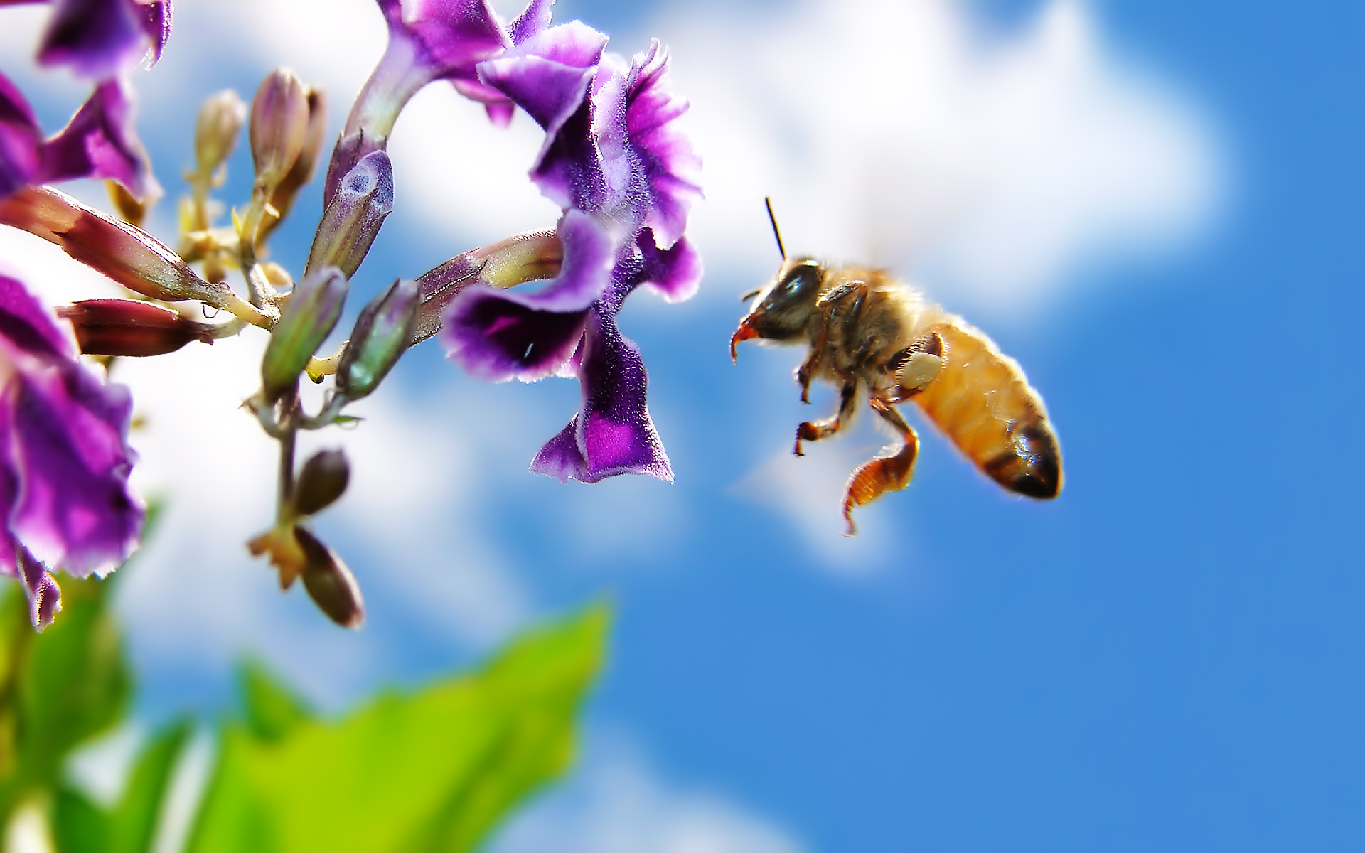 Завантажити шпалери Бджола на телефон безкоштовно