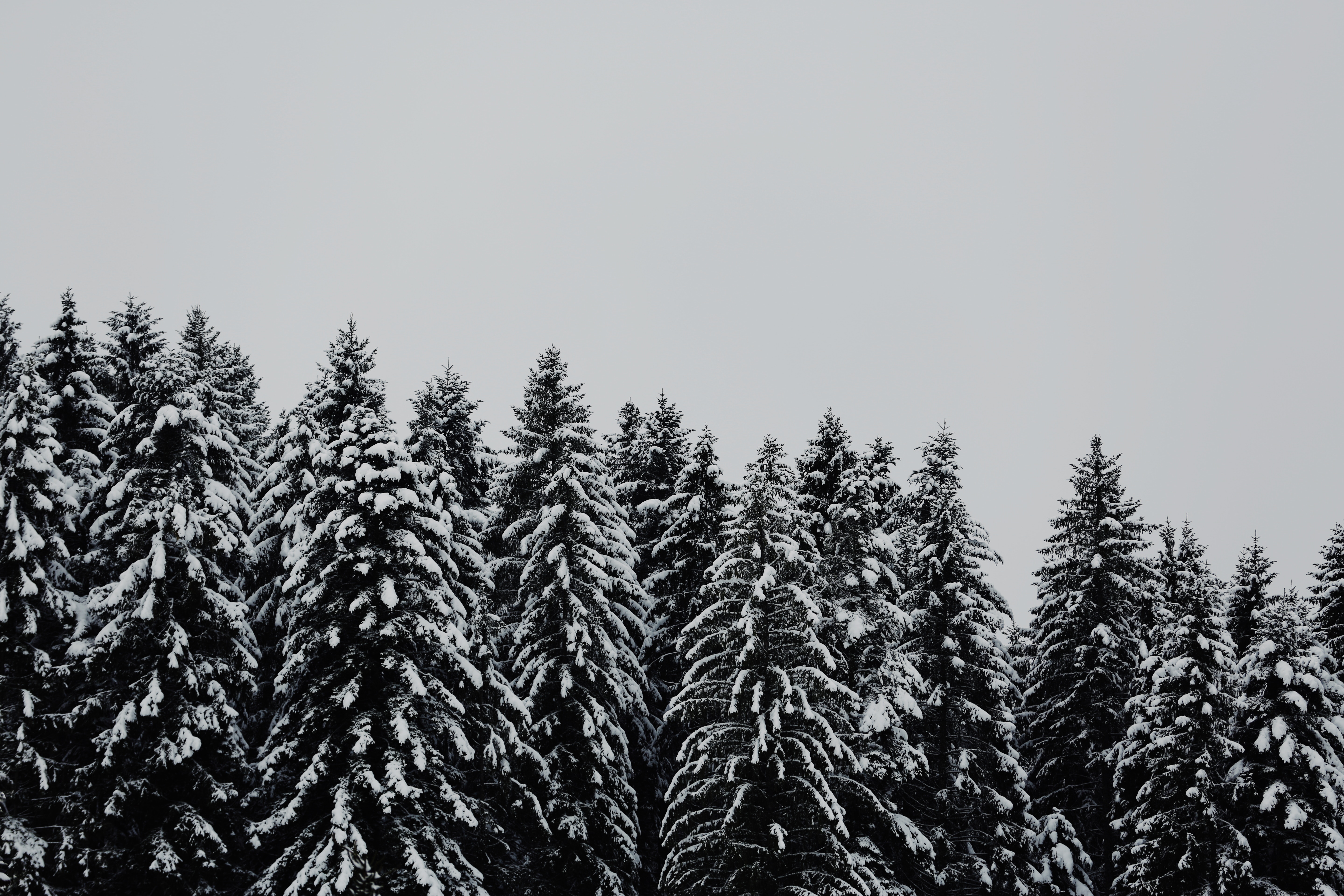 Laden Sie das Bäume, Schneebedeckt, Snowbound, Schnee, Minimalismus-Bild kostenlos auf Ihren PC-Desktop herunter