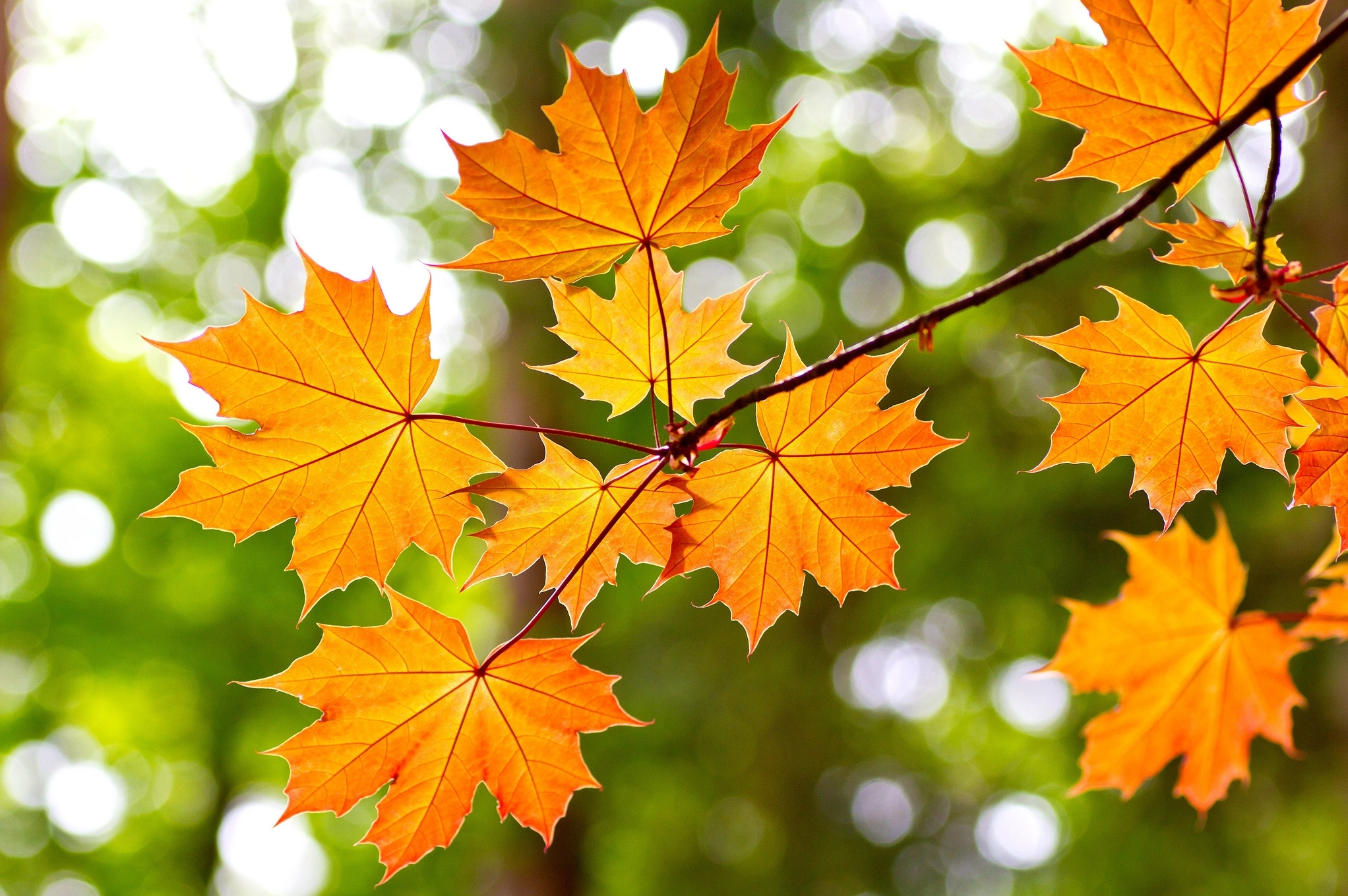 781490 скачать картинку осень, лист, земля/природа, боке, кленовый лист - обои и заставки бесплатно
