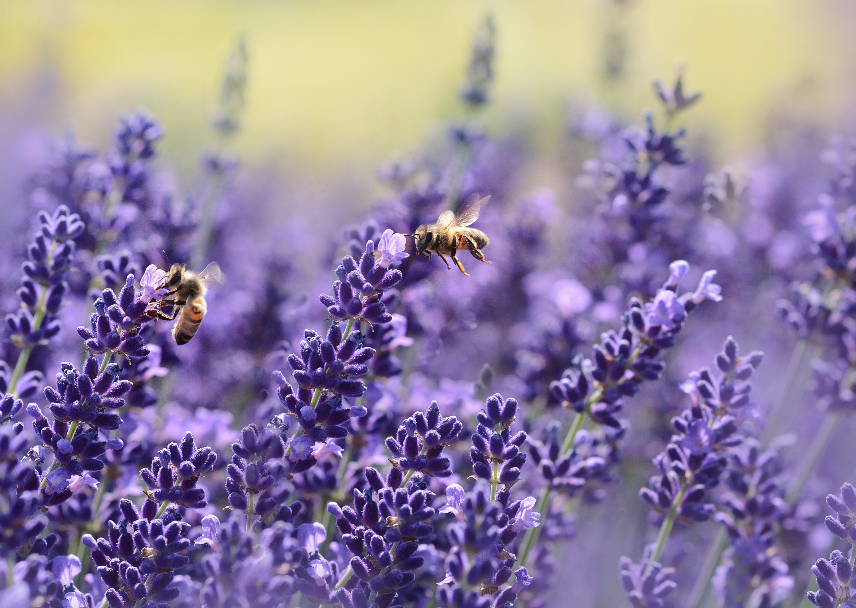 Download mobile wallpaper Insects, Flower, Macro, Blur, Insect, Bee, Animal, Lavender, Purple Flower for free.