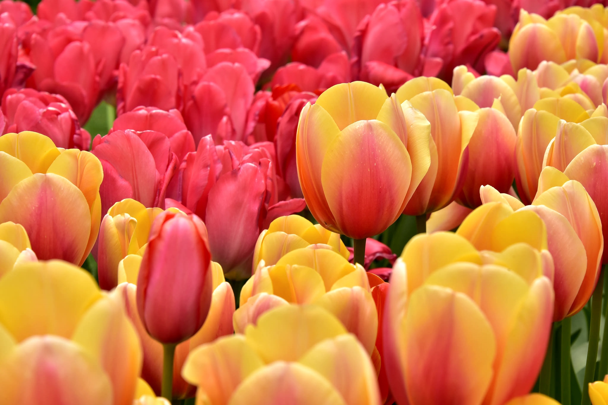 Free download wallpaper Nature, Flowers, Summer, Flower, Earth, Tulip, Yellow Flower, Pink Flower on your PC desktop