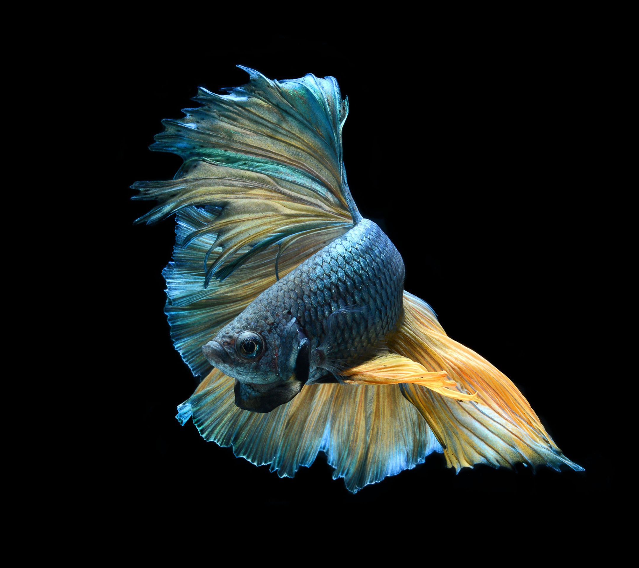 1275217 descargar imagen animales, betta, azul, pez, pez luchador siamés: fondos de pantalla y protectores de pantalla gratis