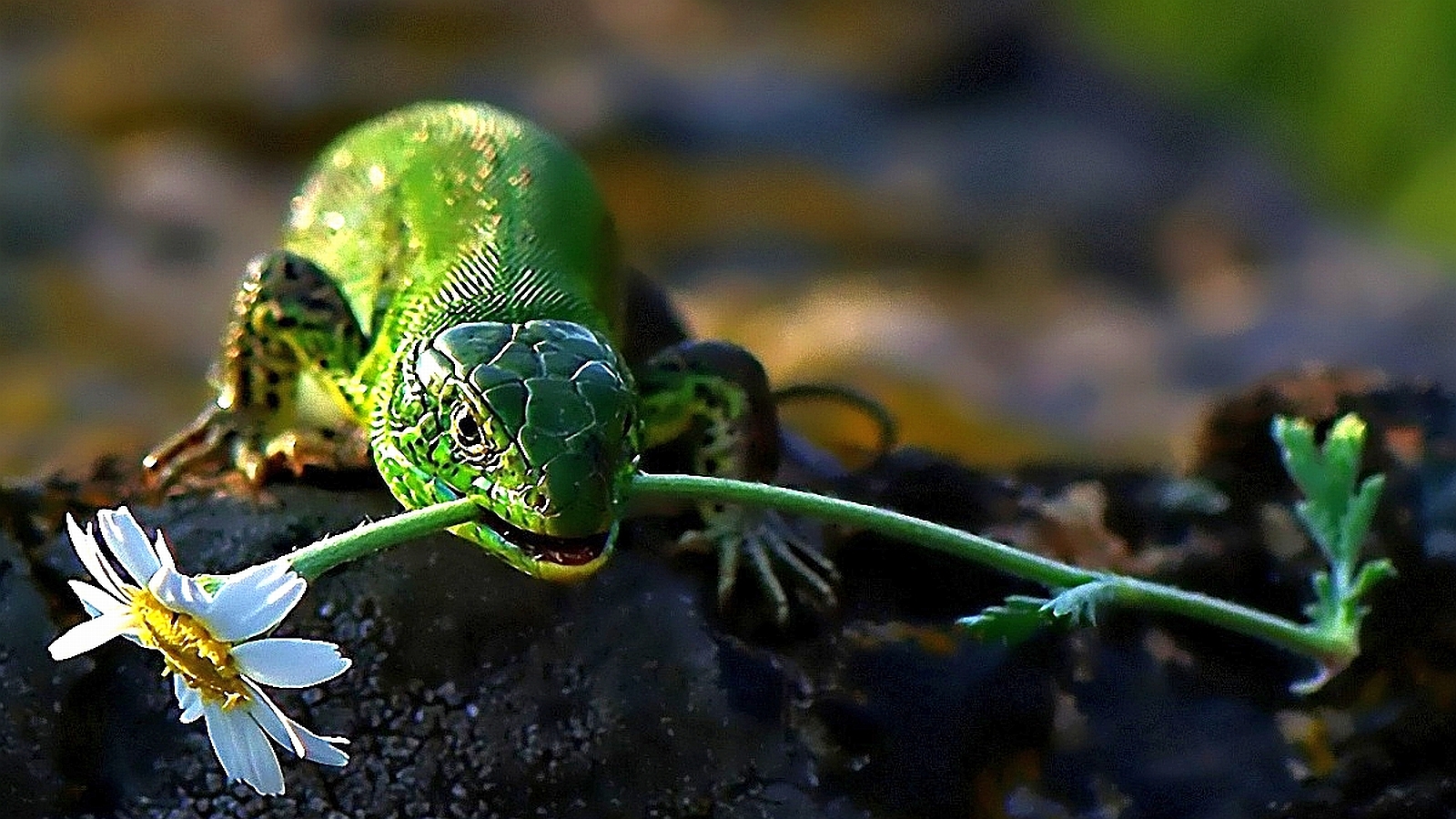 Handy-Wallpaper Eidechse, Reptilien, Tiere kostenlos herunterladen.