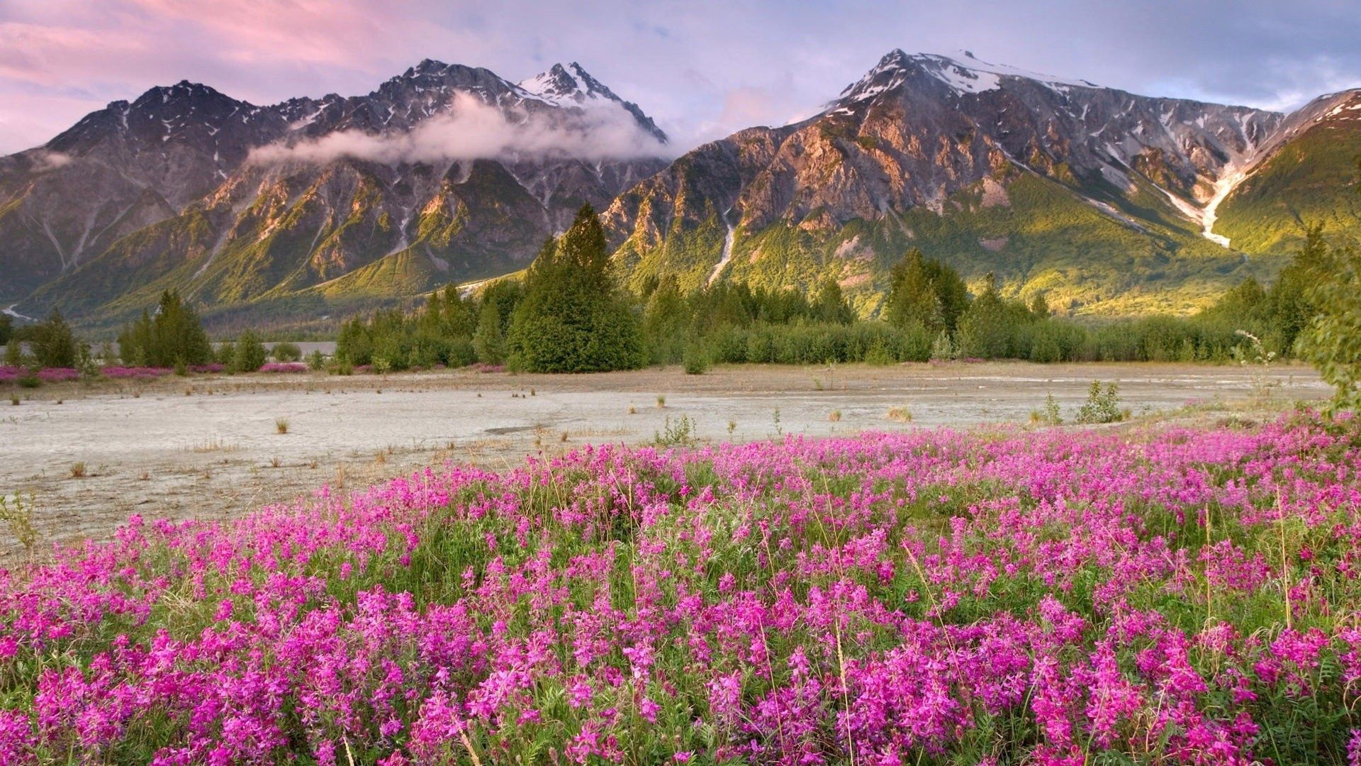 Descarga gratis la imagen Flores, Naturaleza, Campo, Montañas, Hierba en el escritorio de tu PC
