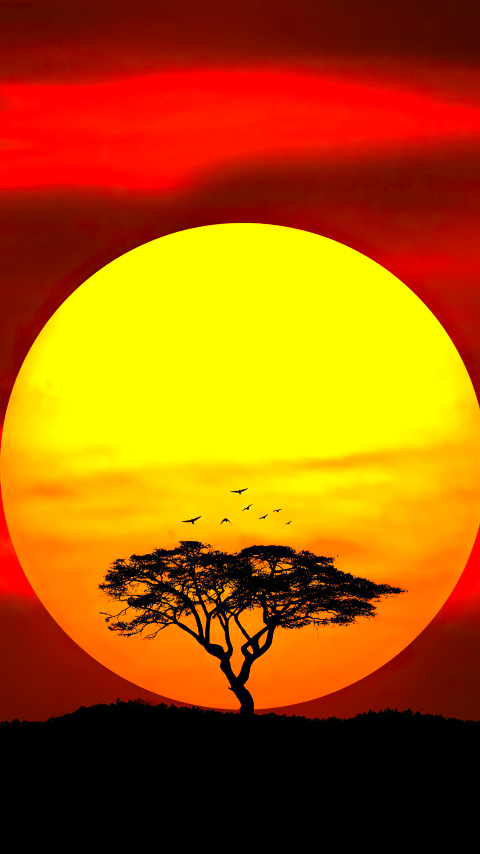 Download mobile wallpaper Trees, Sunset, Silhouette, Tree, Earth, Umbrella Thorn for free.
