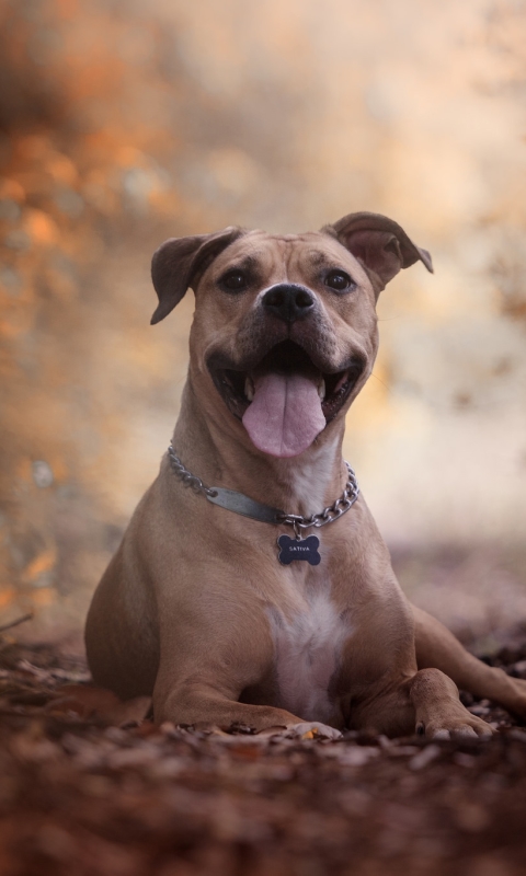 Descarga gratuita de fondo de pantalla para móvil de Animales, Perros, Perro, Pitbull Terrier Americano.
