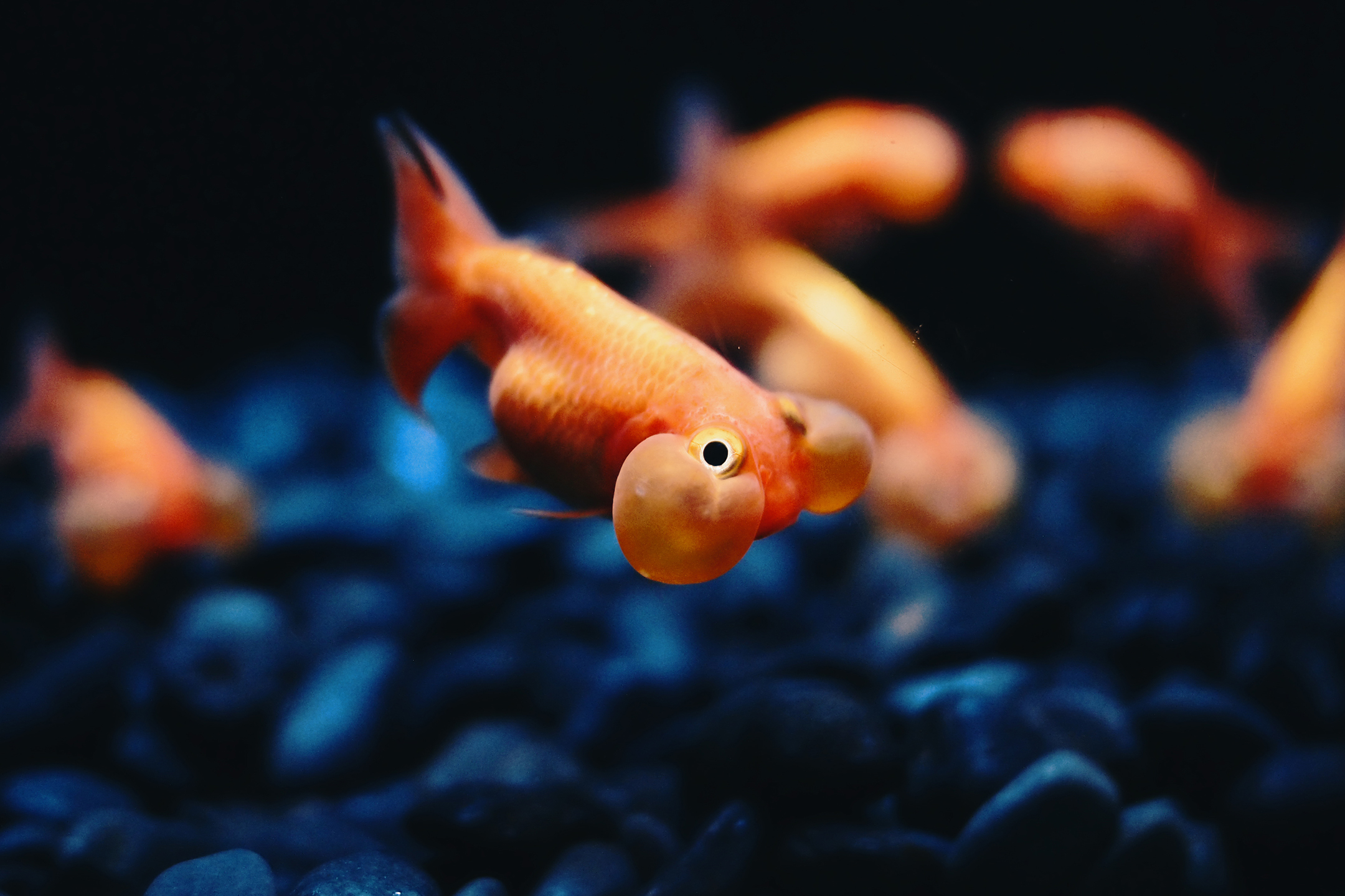 Free download wallpaper Animal, Goldfish on your PC desktop