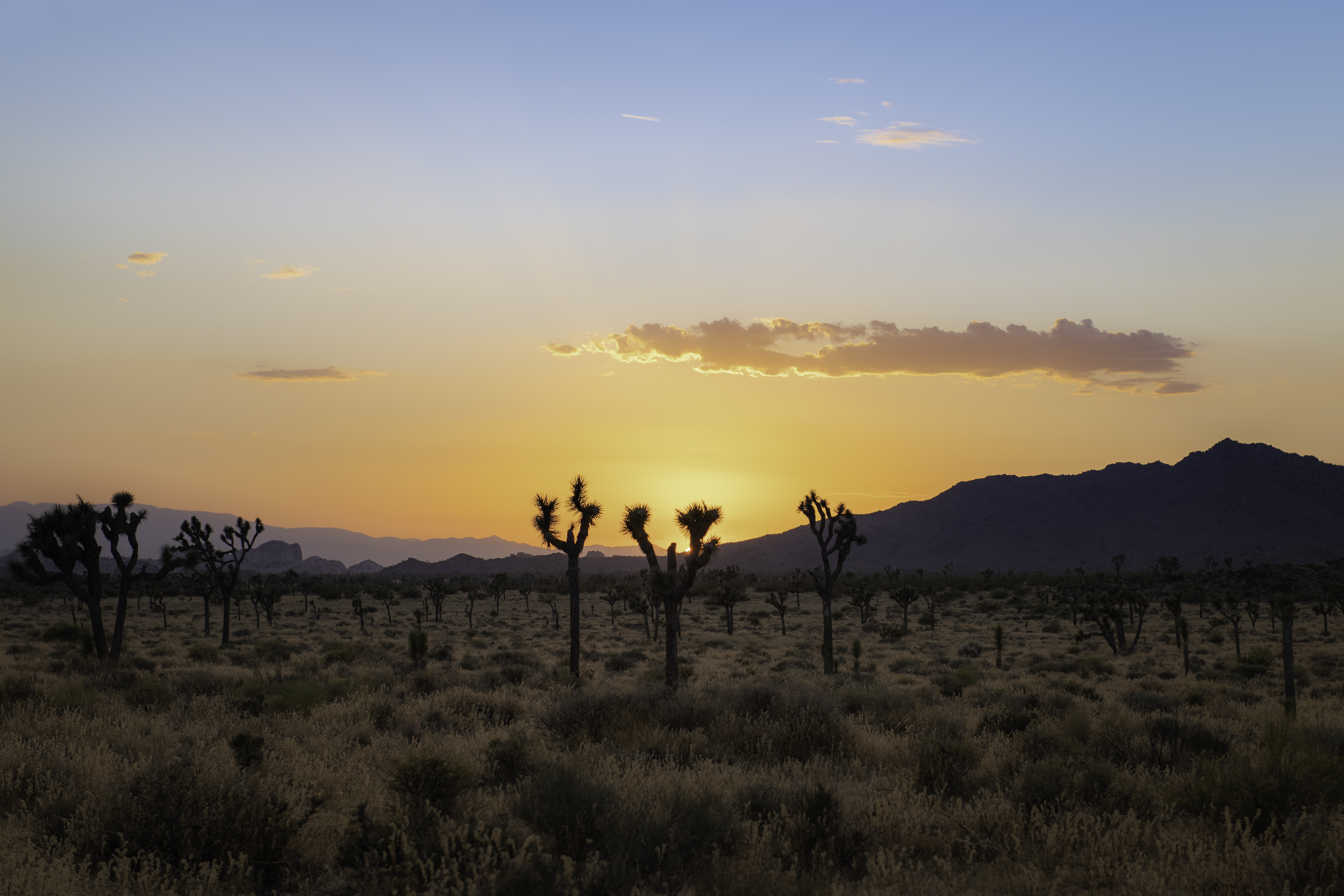 mountains, nature, cactuses, sunset, desert 4K for PC