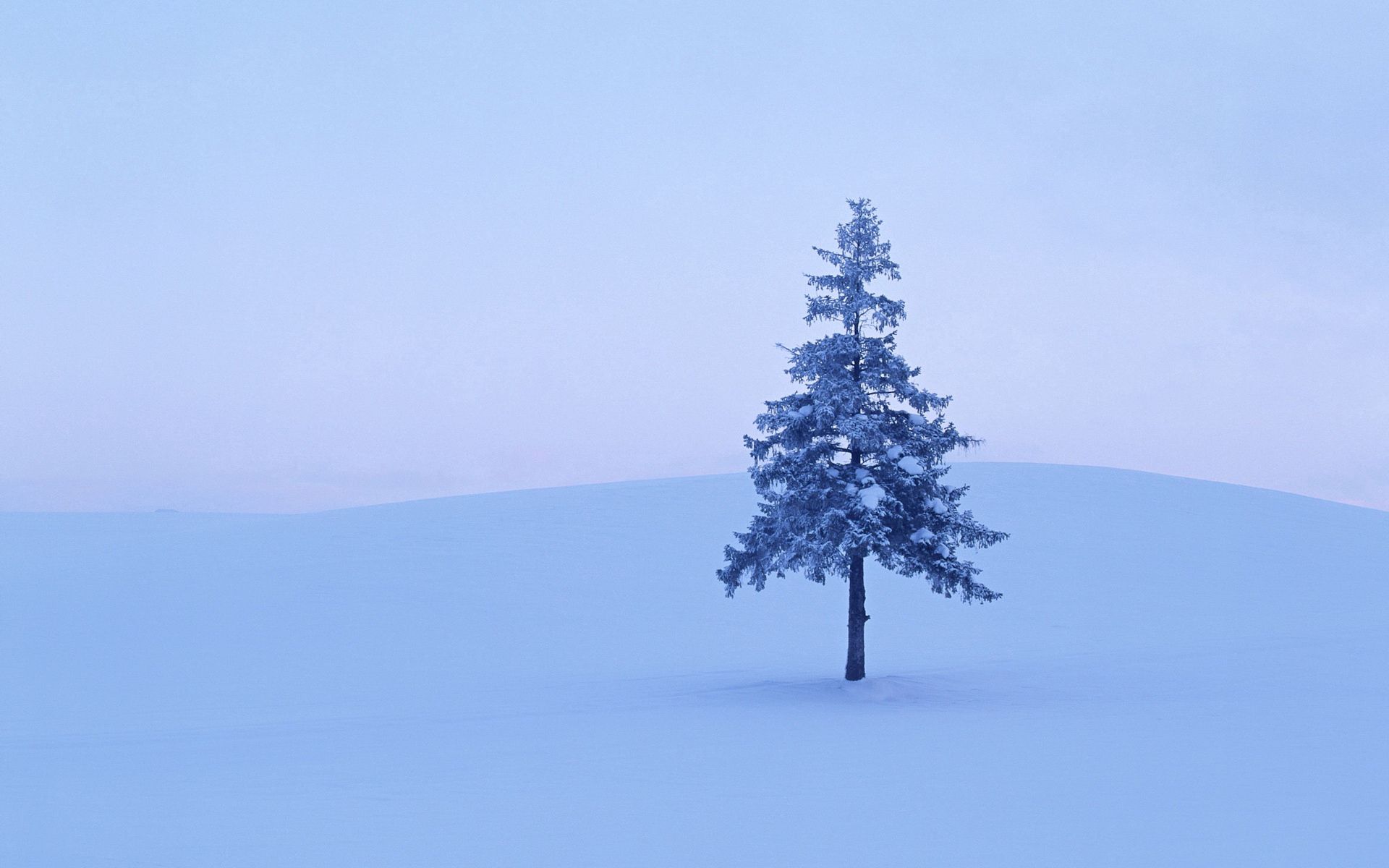 nature, winter, snow, wood, tree, field, spruce, fir, frost, hoarfrost Full HD