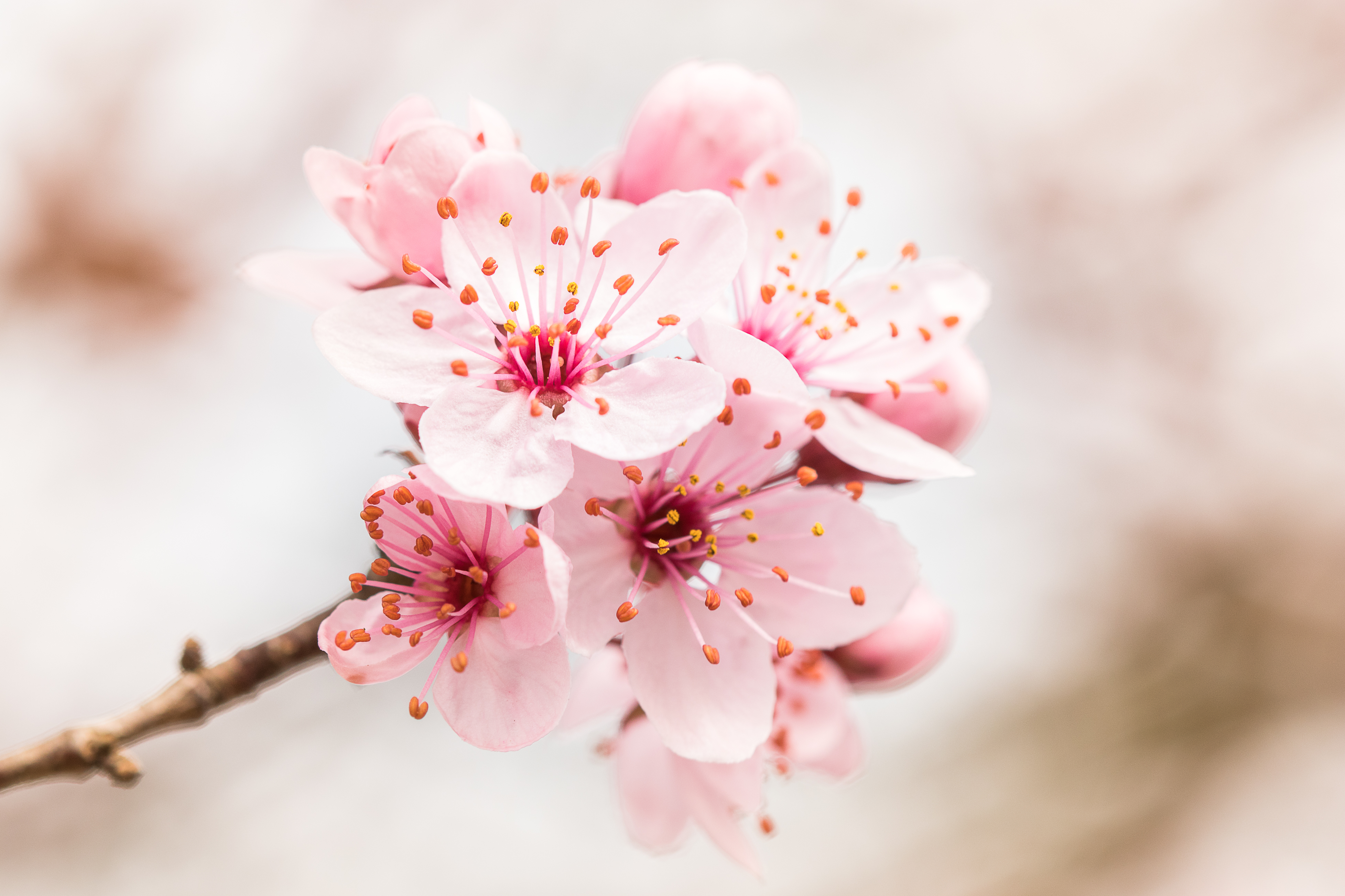 PCデスクトップに花, フラワーズ, ブランチ, 枝, 咲く, 開花, ピンク画像を無料でダウンロード