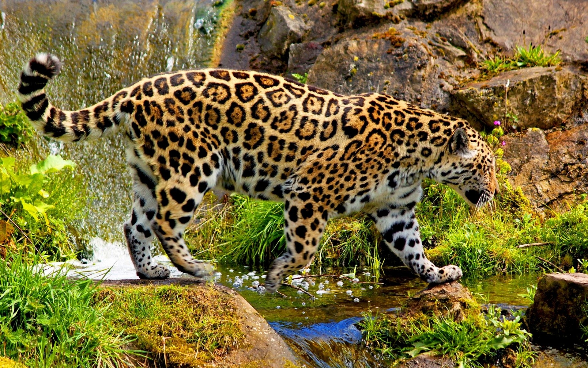 animals, leopards Desktop Wallpaper
