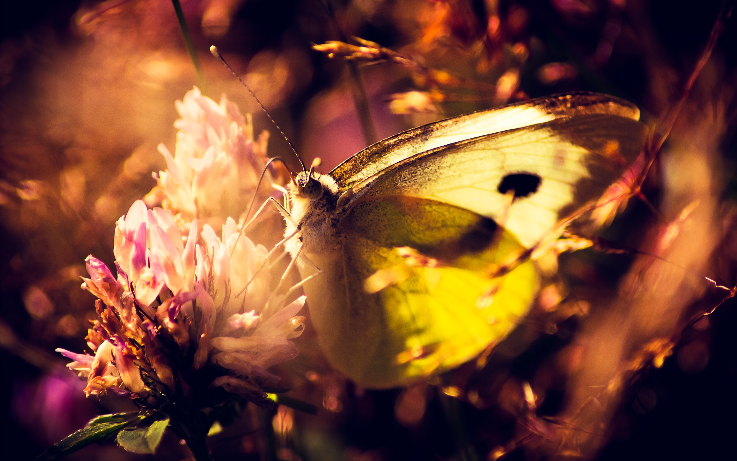 Завантажити шпалери безкоштовно Метелик, Тварина картинка на робочий стіл ПК