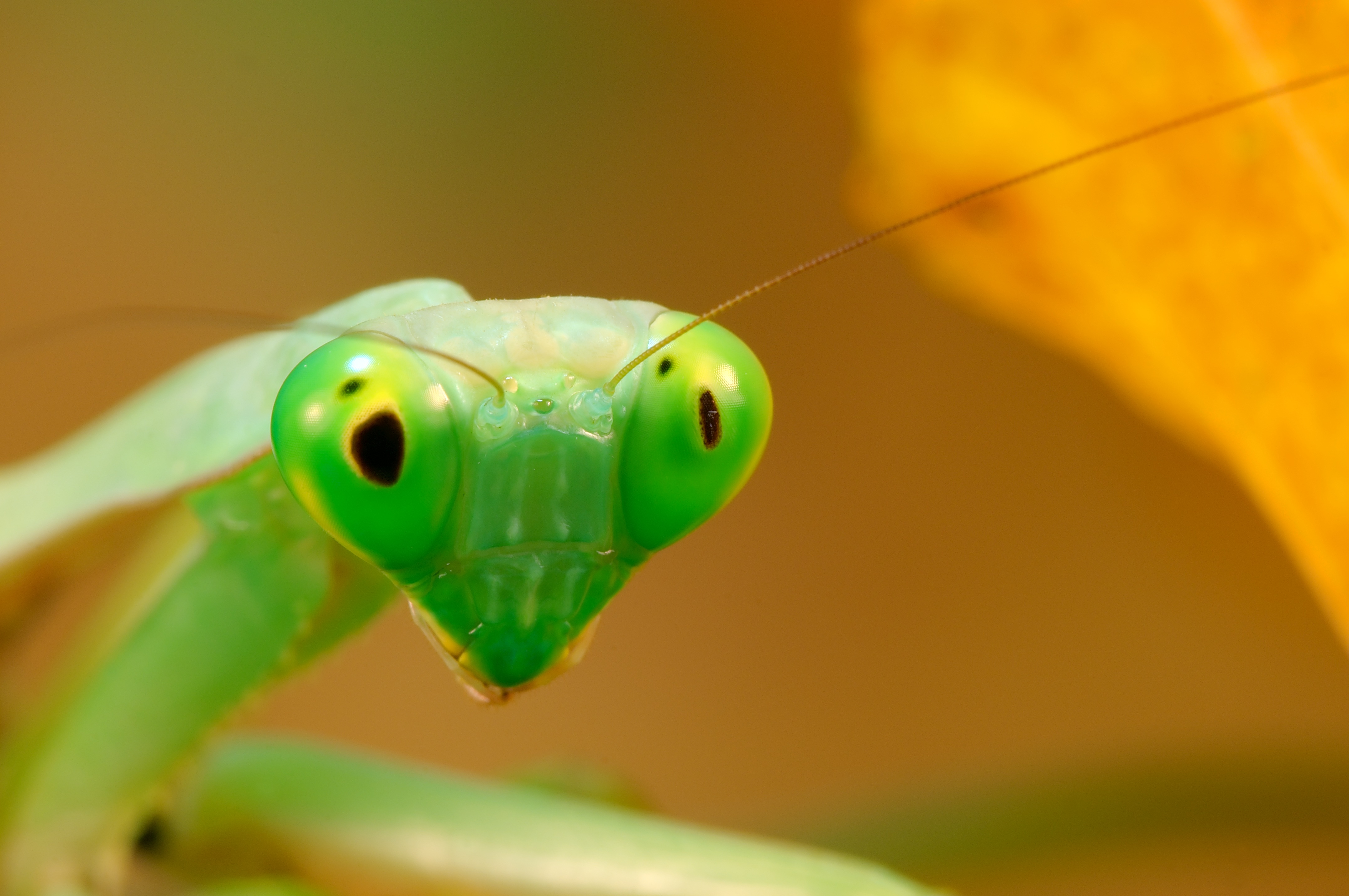 296361 descargar imagen animales, mantis religiosa, insectos: fondos de pantalla y protectores de pantalla gratis