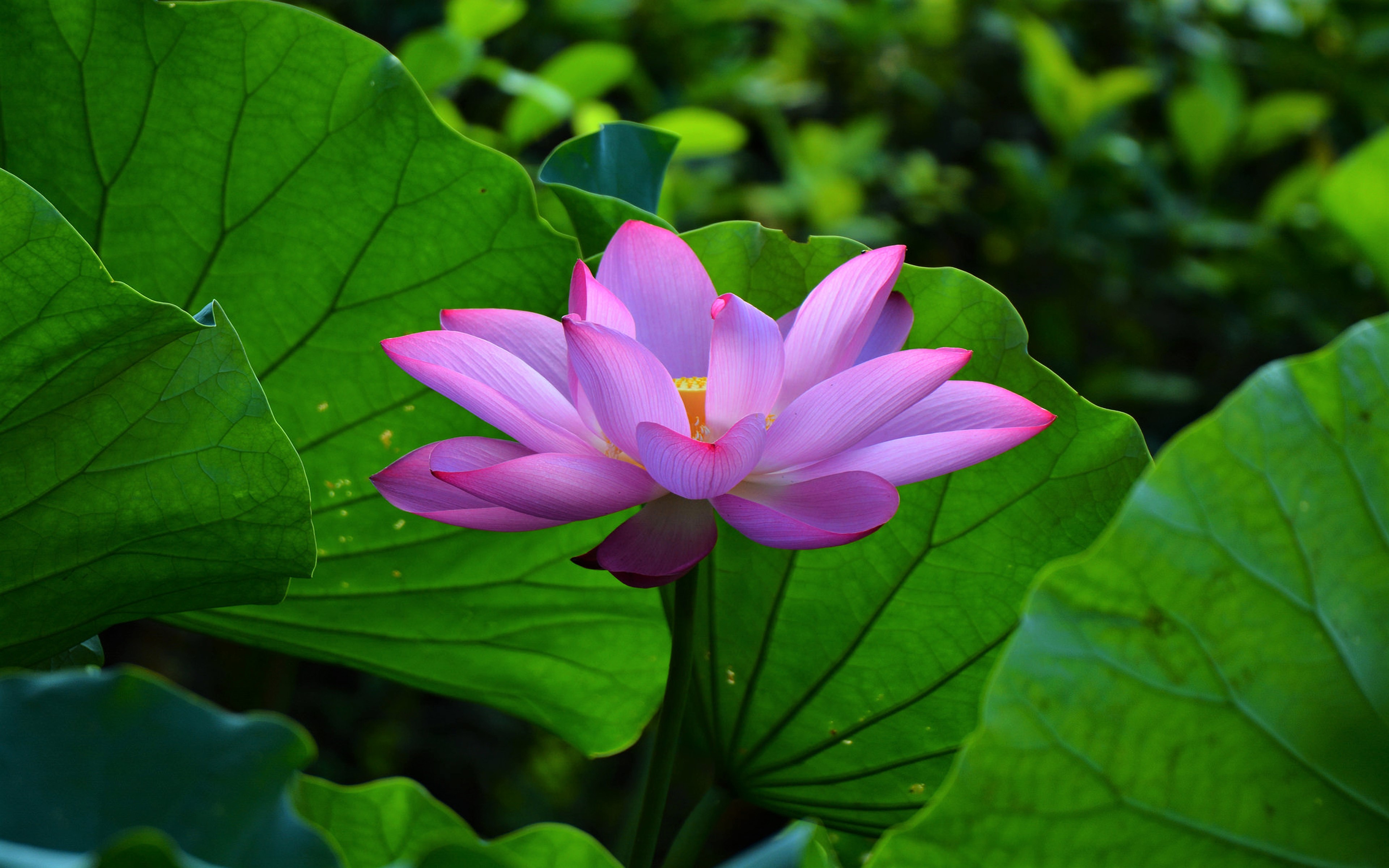 Laden Sie das Blumen, Lotus, Blume, Erde/natur, Pinke Blume-Bild kostenlos auf Ihren PC-Desktop herunter