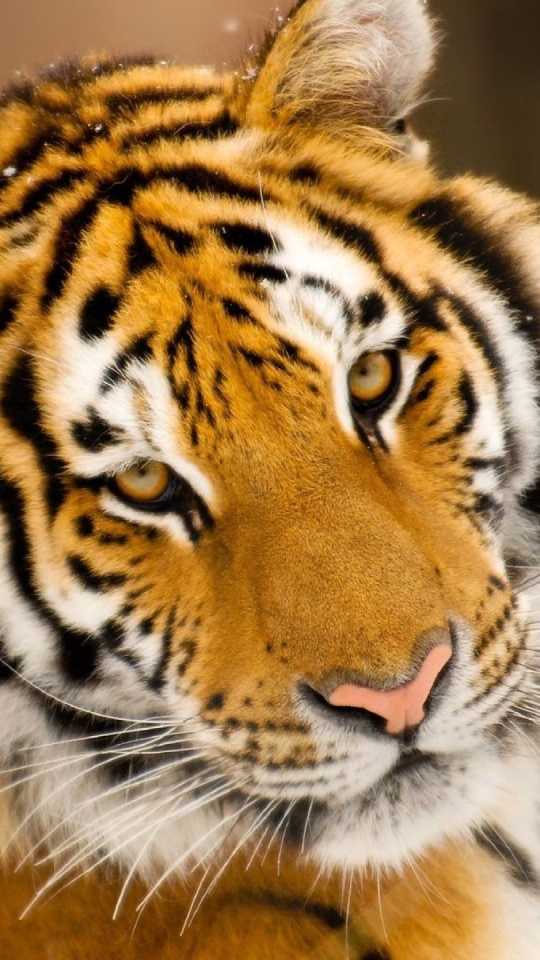 Descarga gratuita de fondo de pantalla para móvil de Gatos, Animales, Tigre.