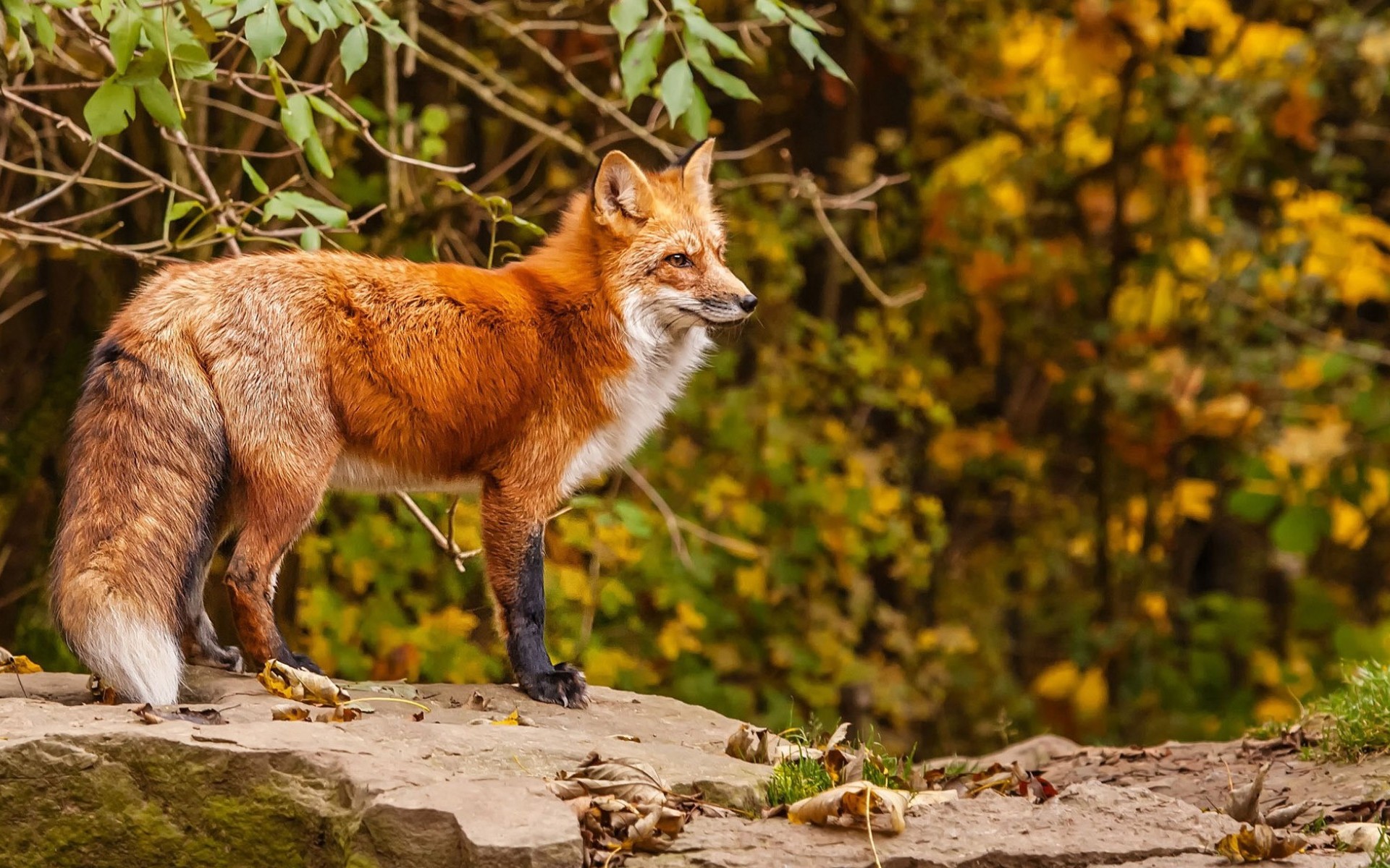 PCデスクトップに動物, 秋, 森, 狐画像を無料でダウンロード