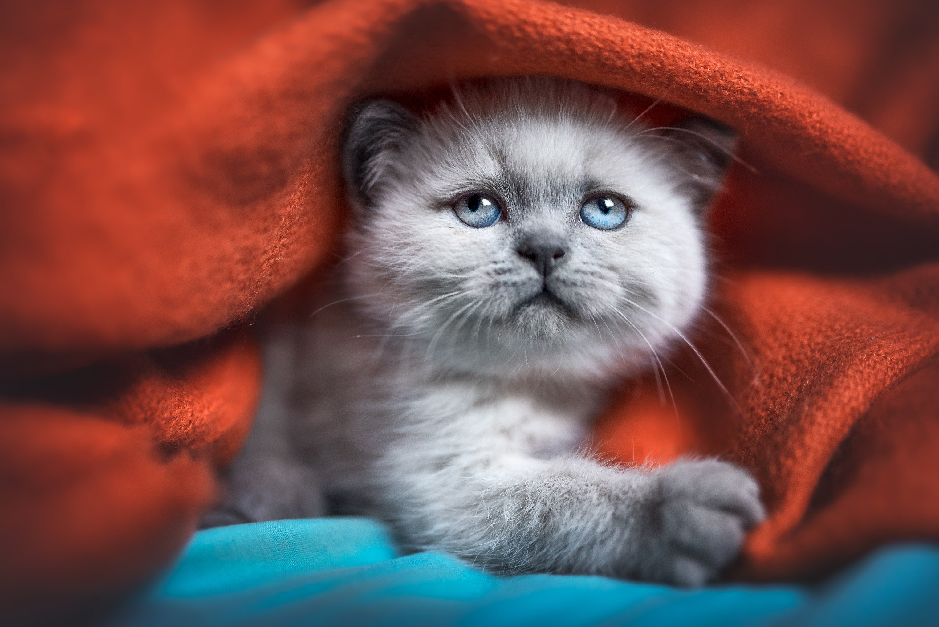 Free download wallpaper Cats, Cat, Kitten, Animal, Ragdoll, Baby Animal on your PC desktop