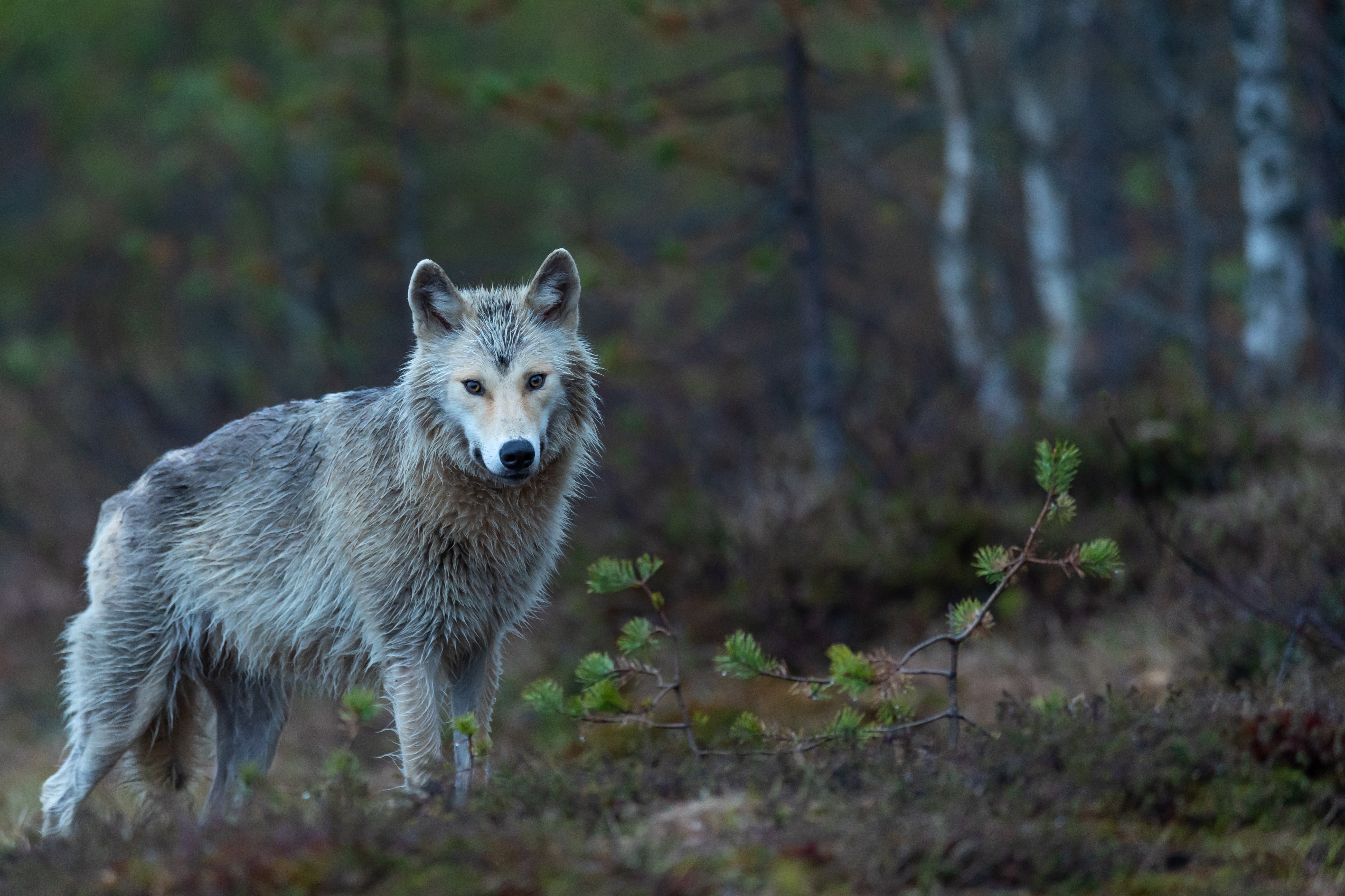 947195 Bild herunterladen tiere, koyote - Hintergrundbilder und Bildschirmschoner kostenlos